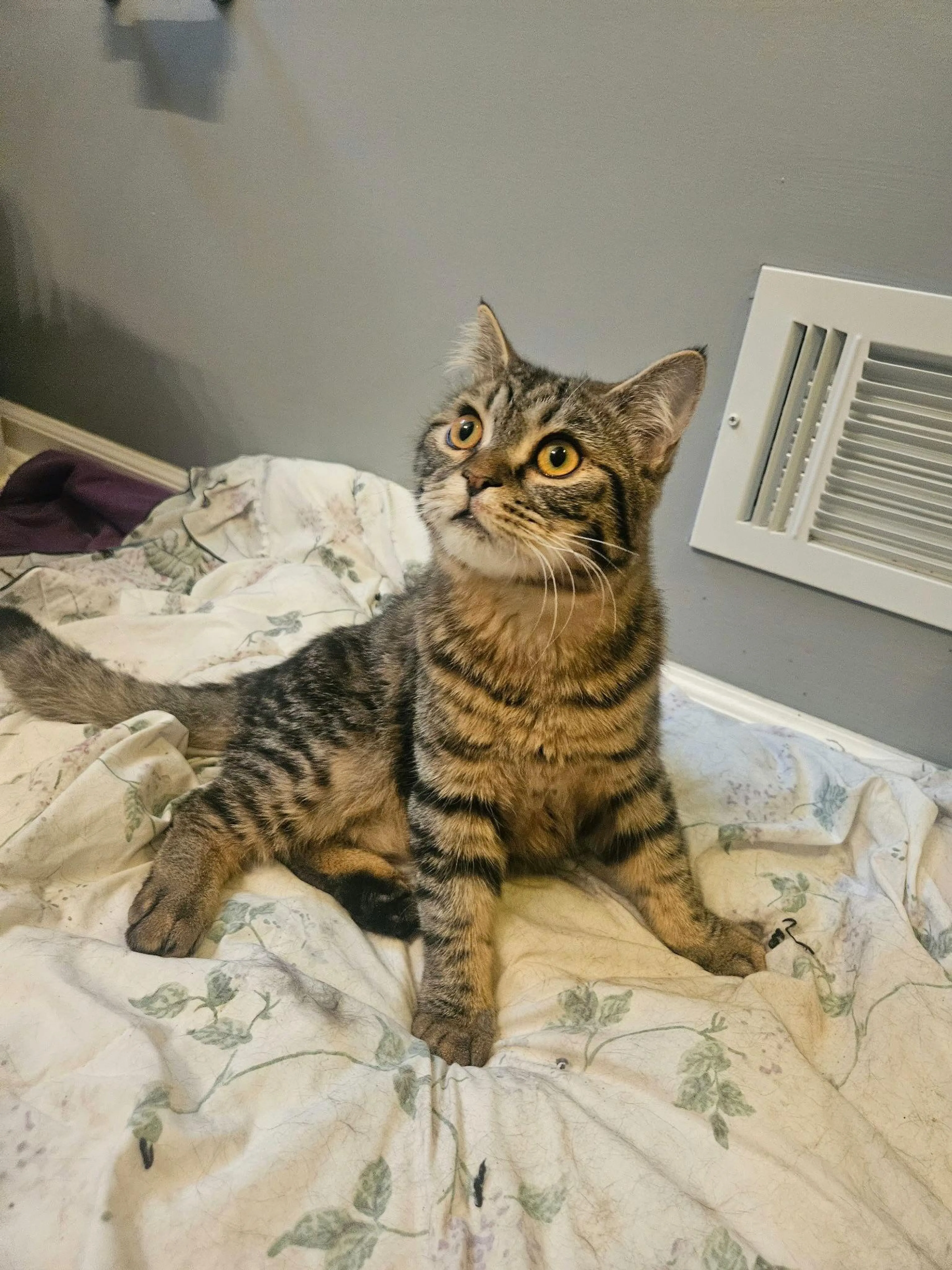 Found pet-1
