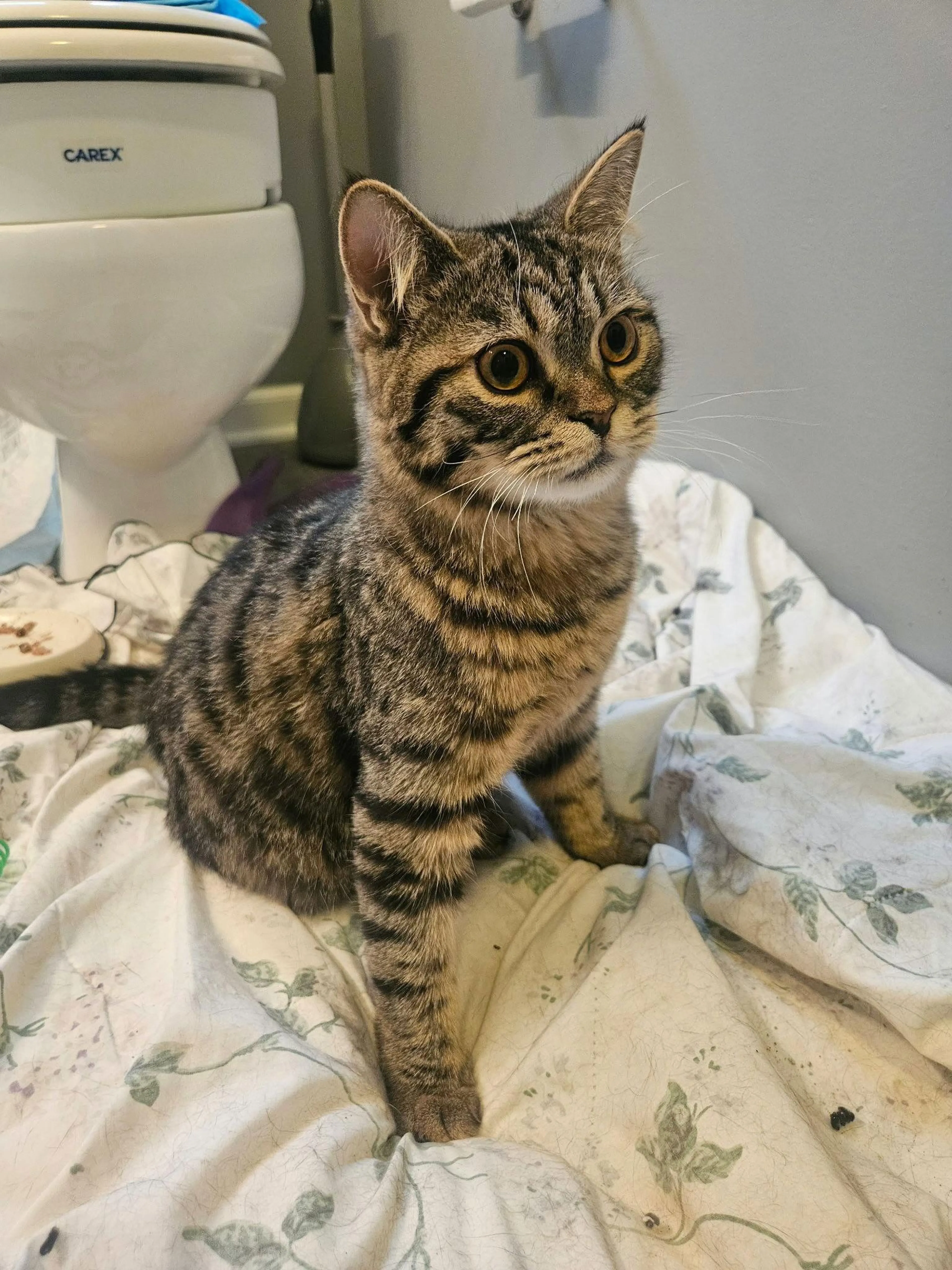 Found pet-2