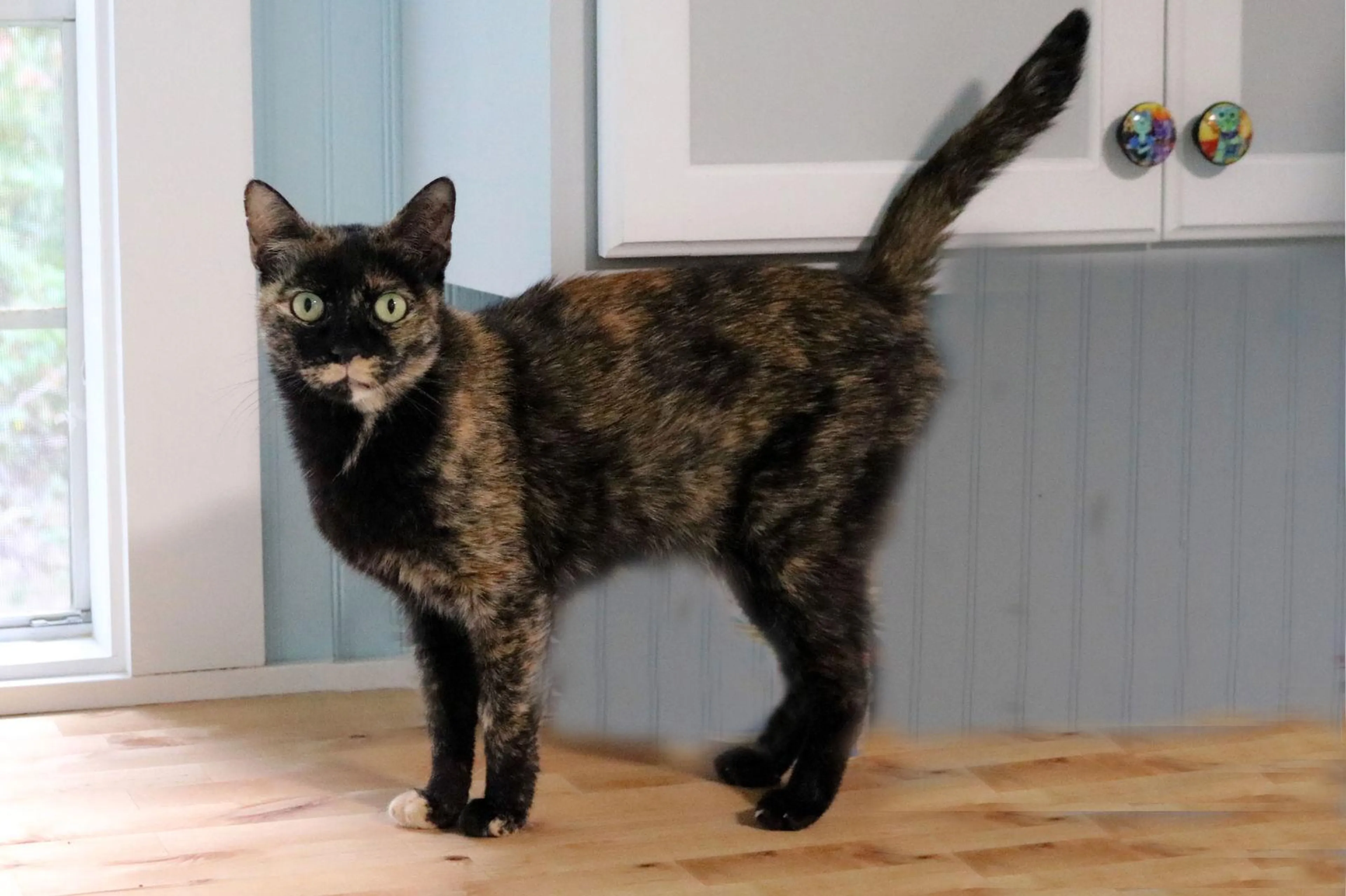 Found pet-0