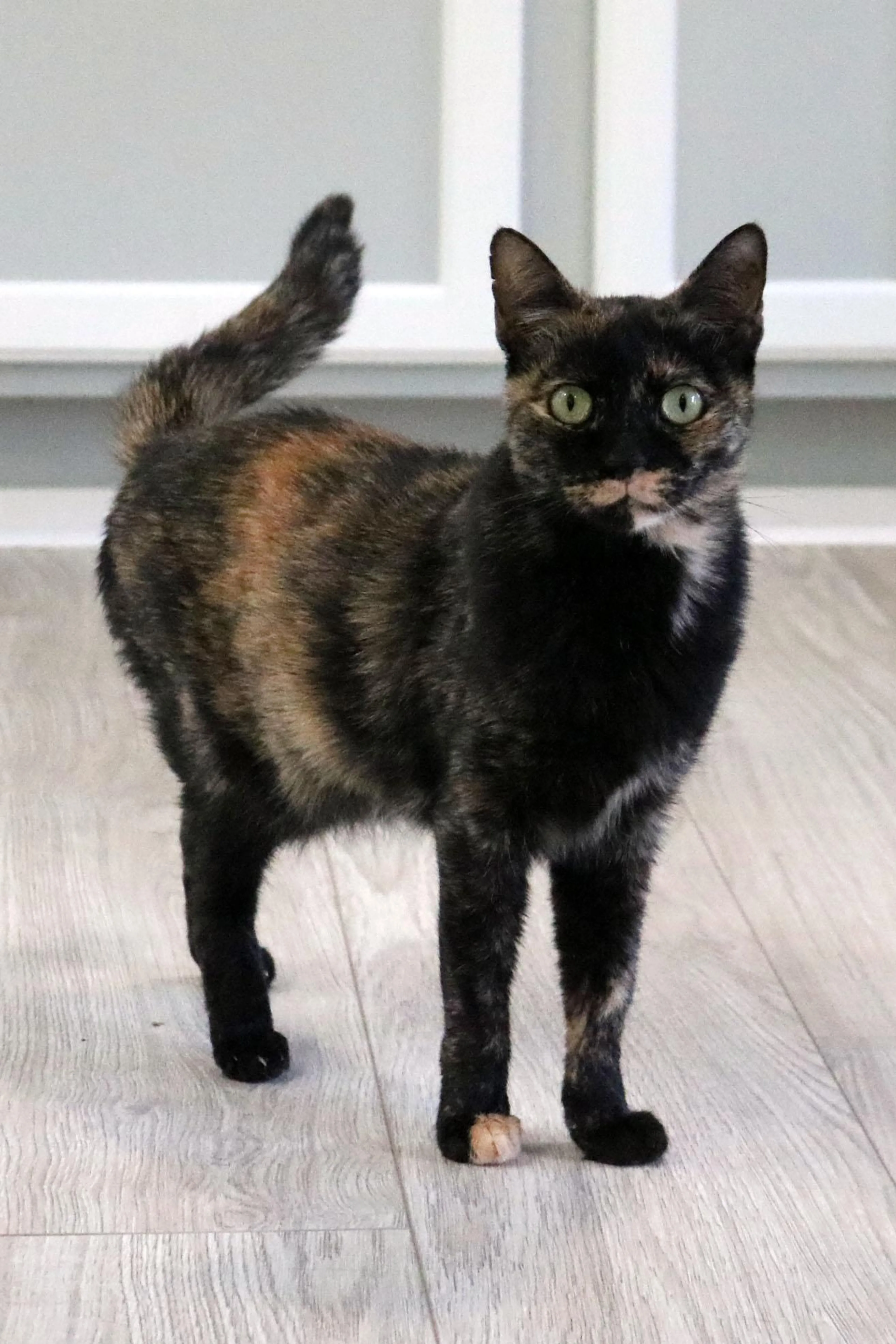 Found pet-2