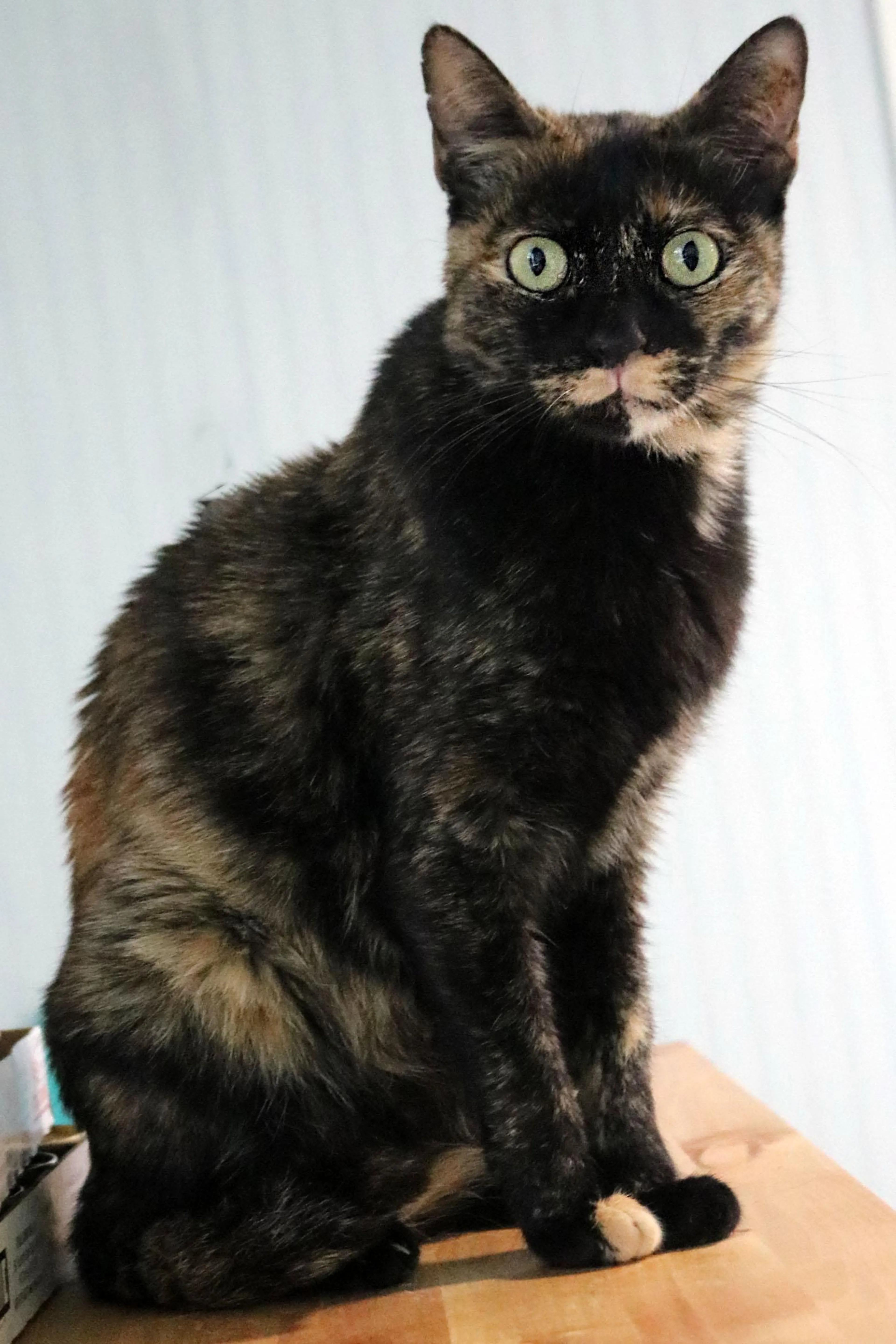 Found pet-1