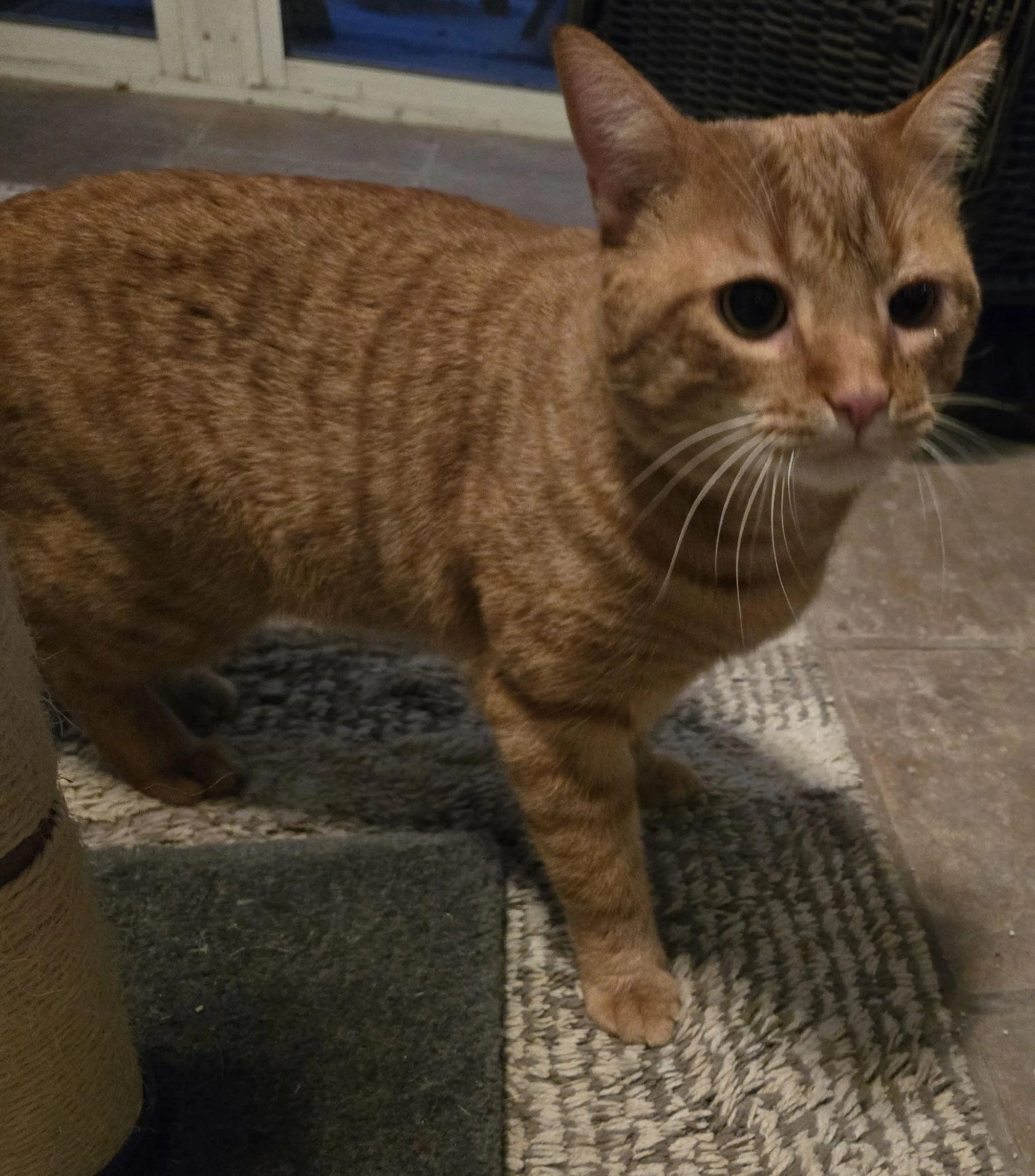 Found pet-0