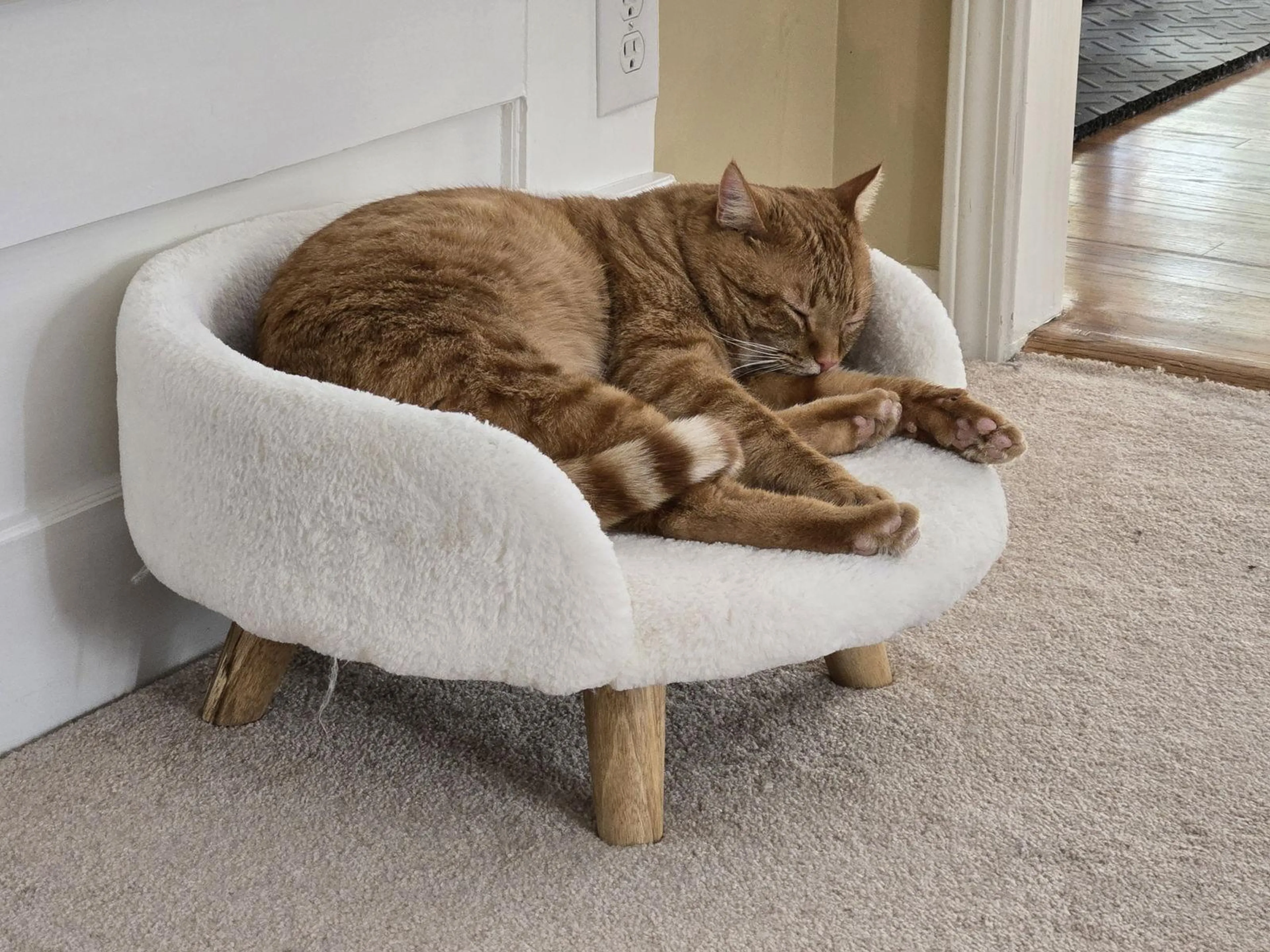 Found pet-1