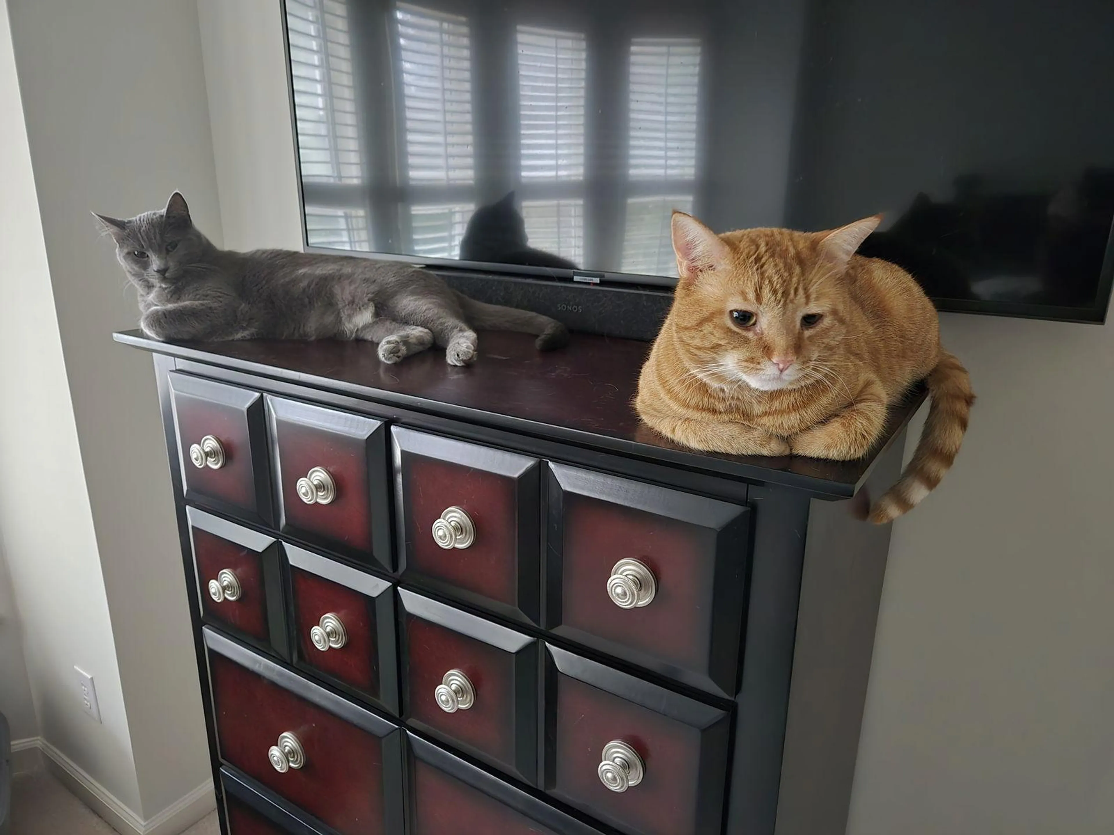 Found pet-2