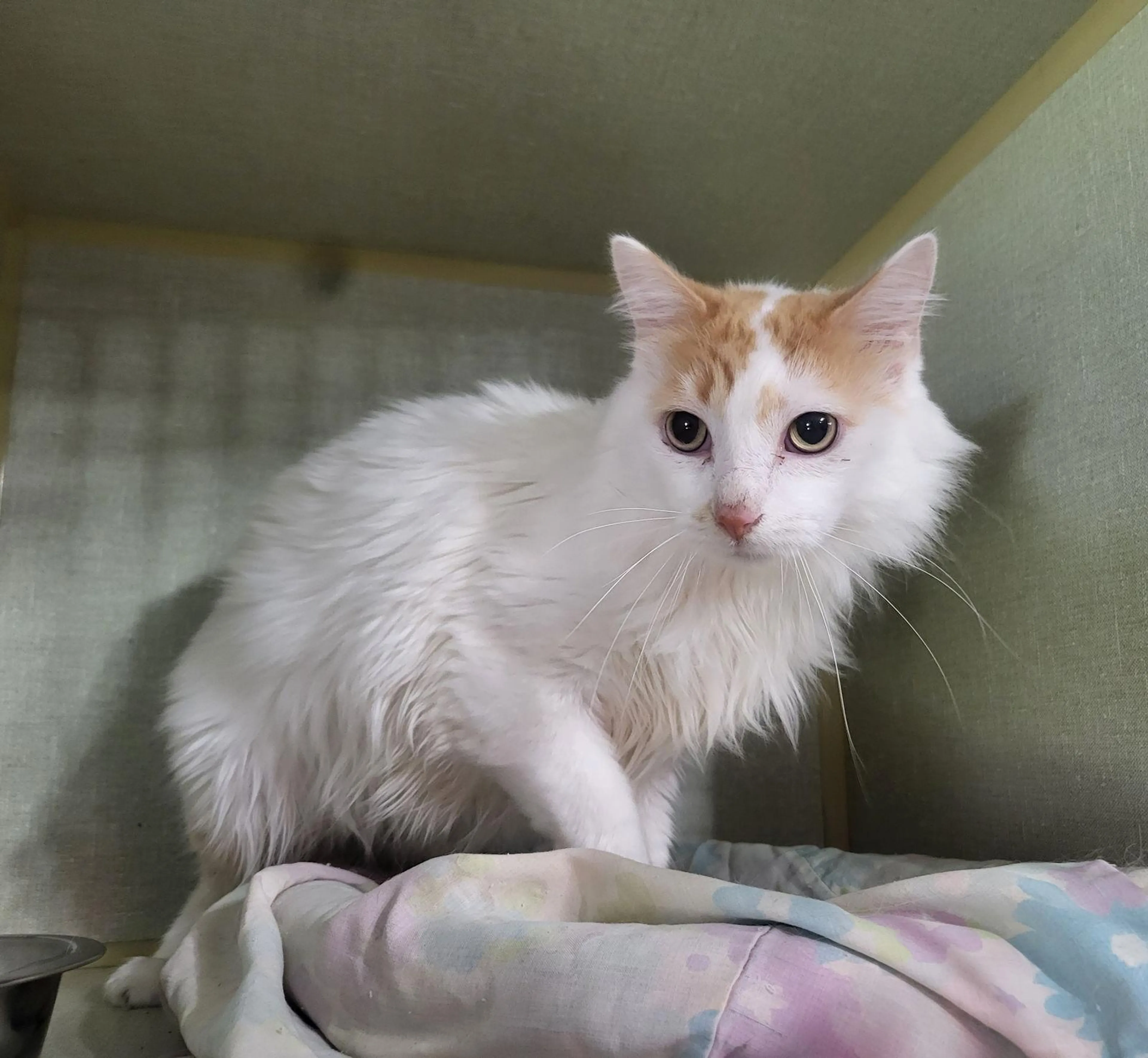 Found pet