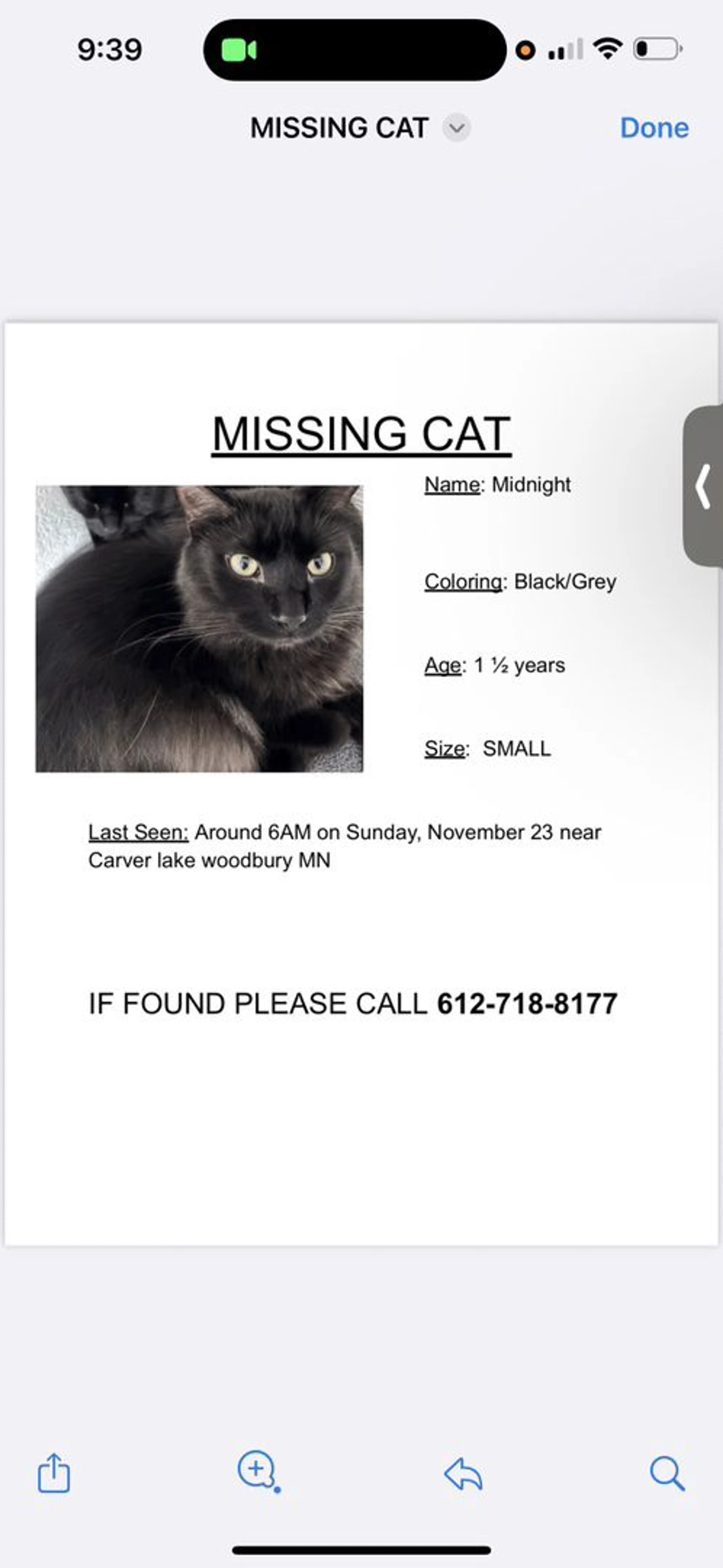 Lost pet-2
