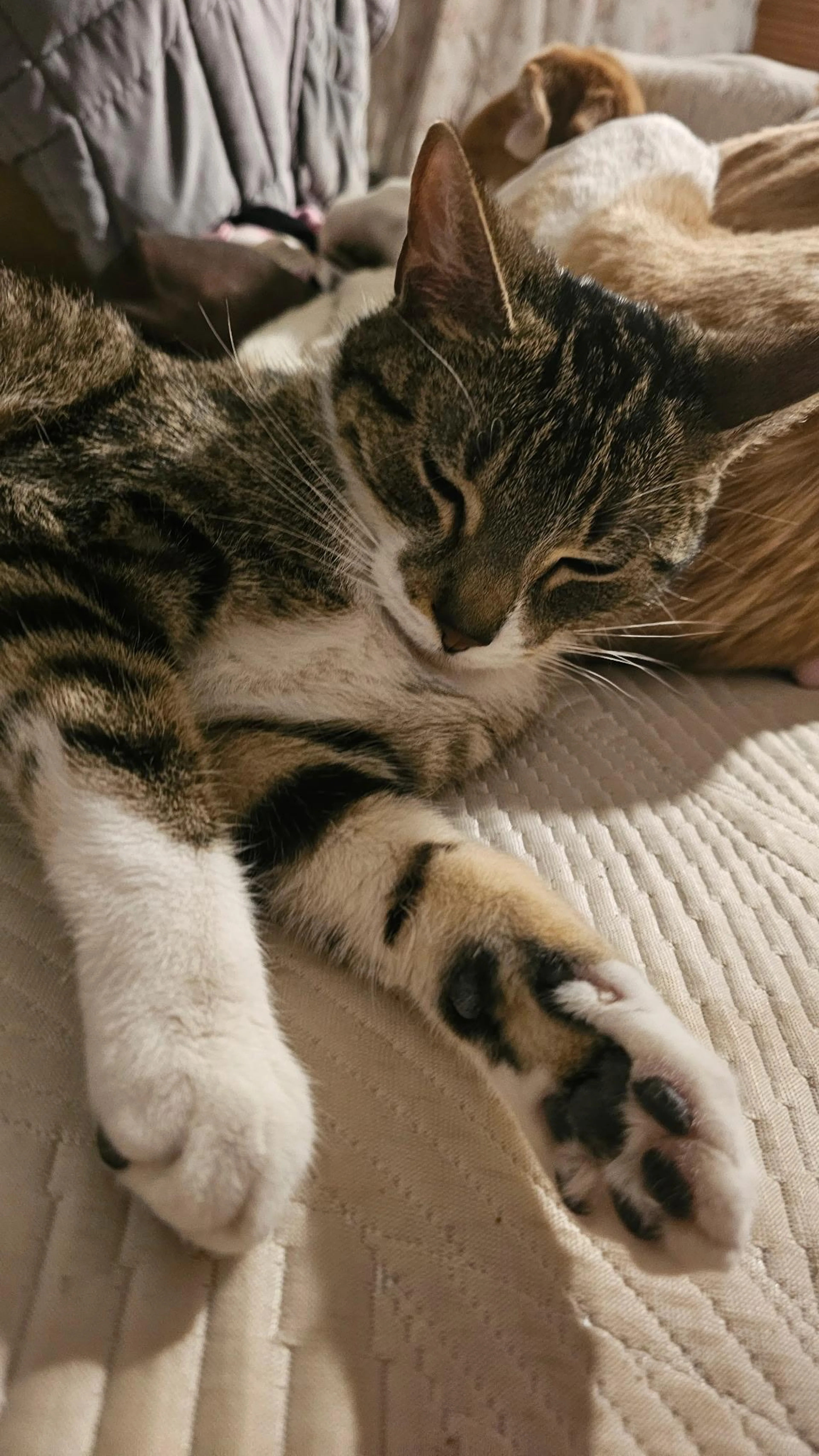 Found pet-2