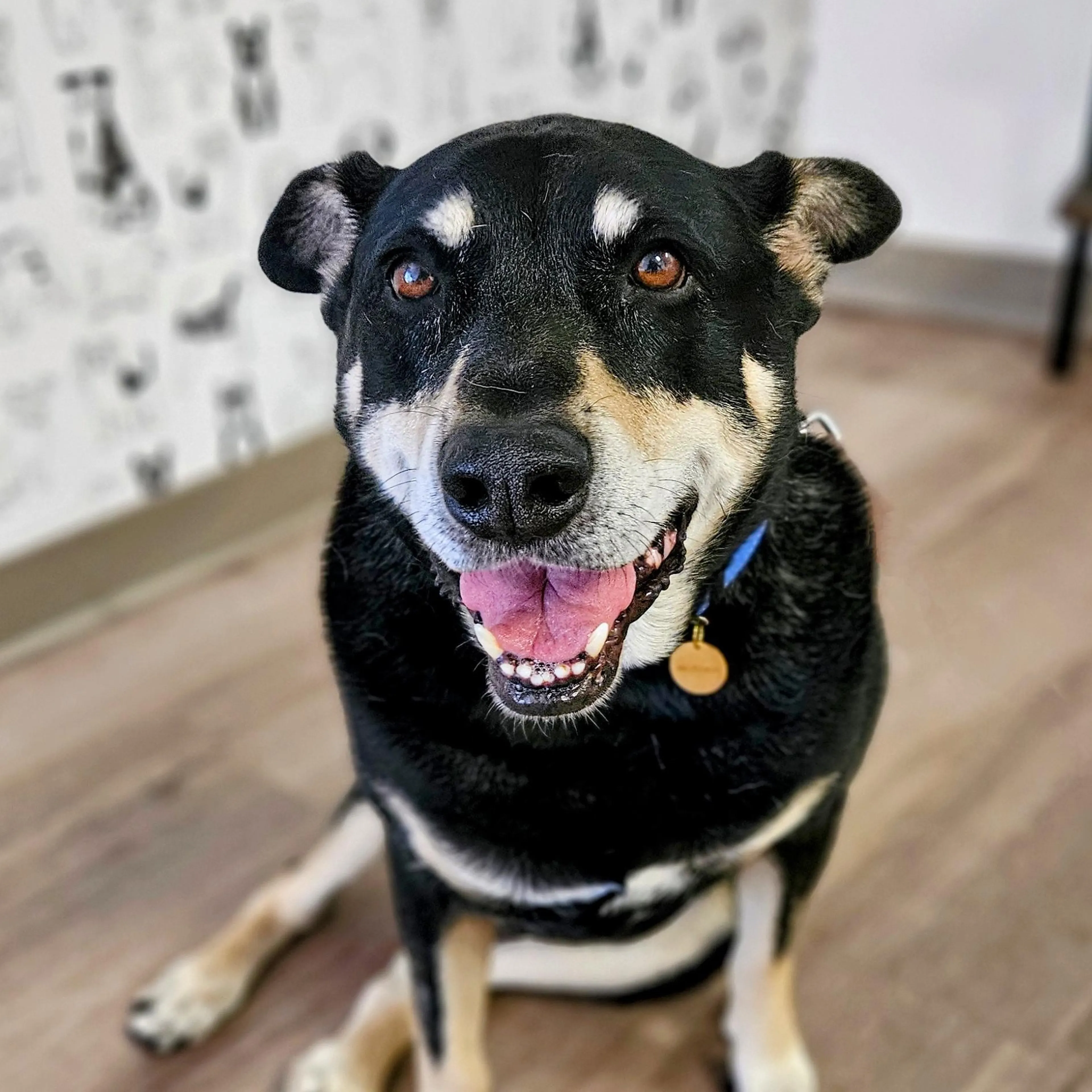 Found pet-3
