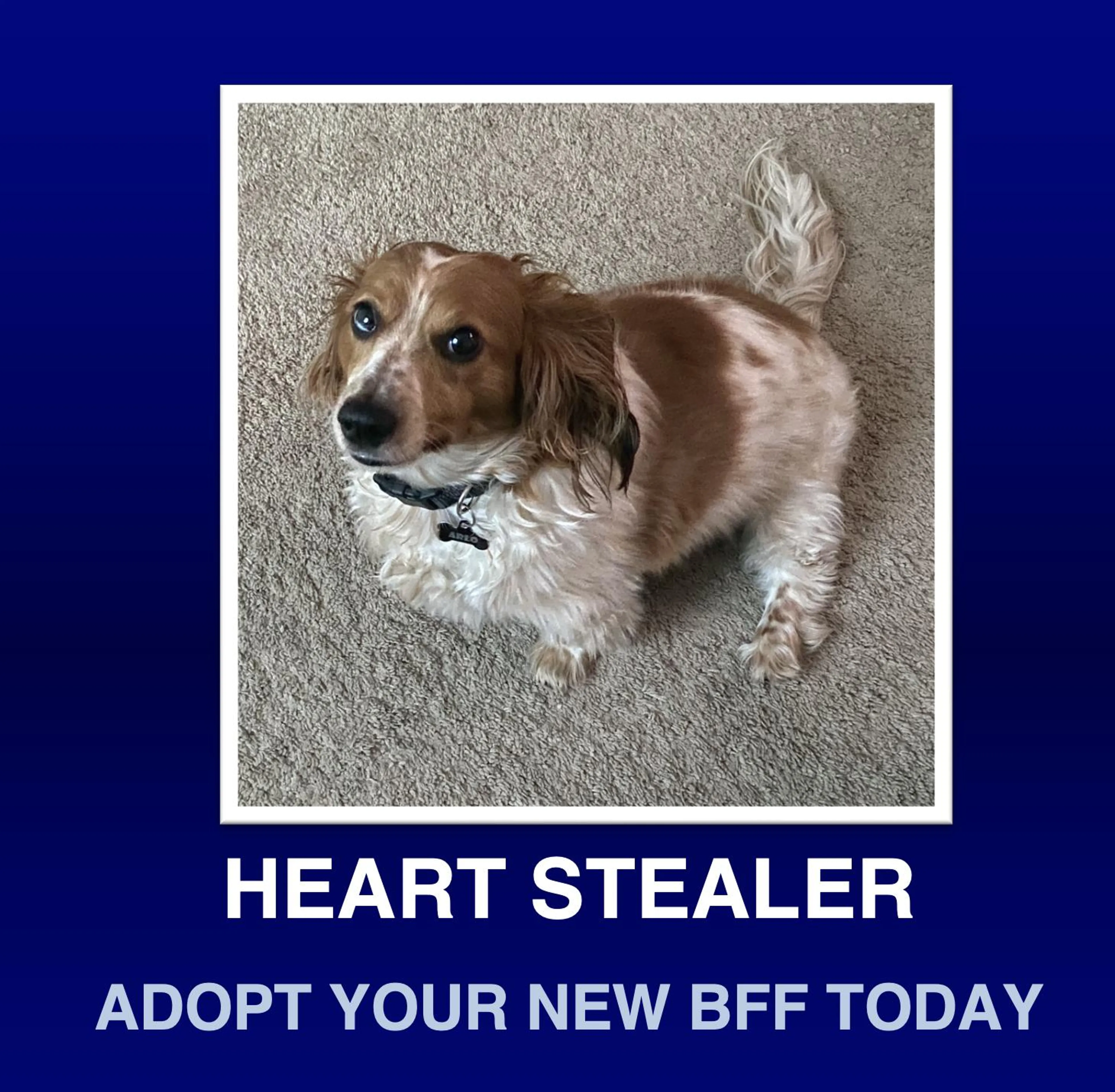 Found pet-0