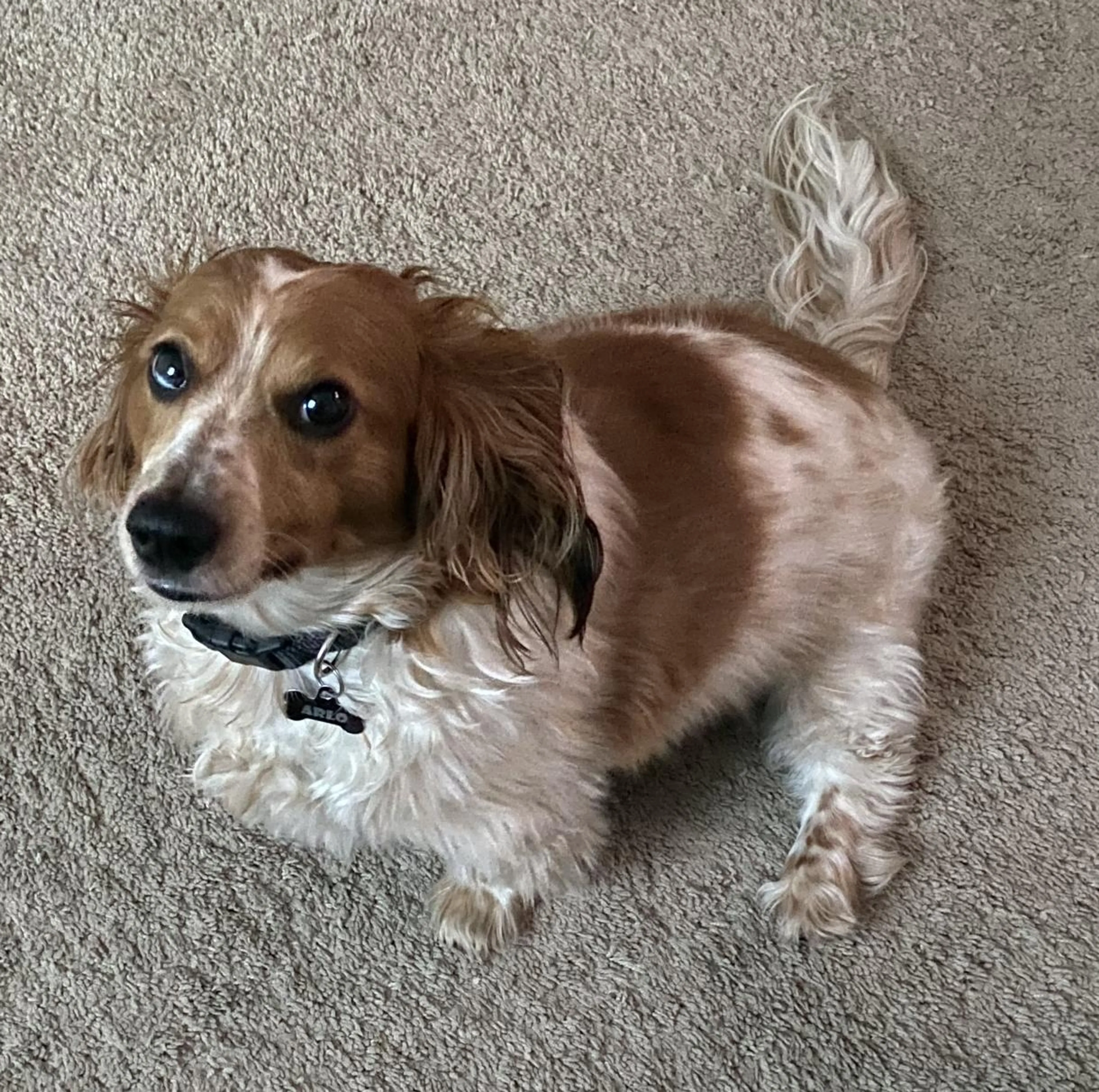 Found pet-1