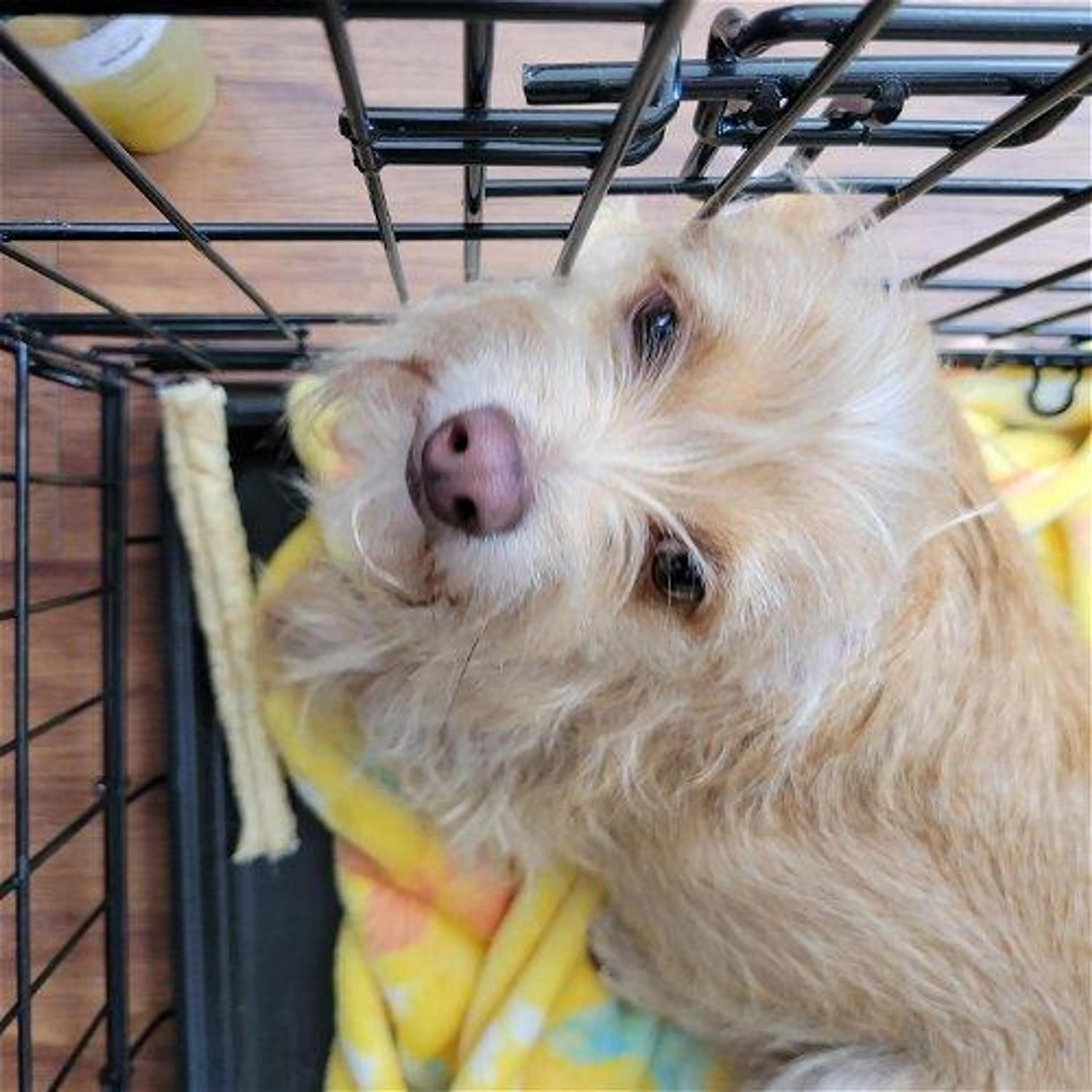 Found pet-1