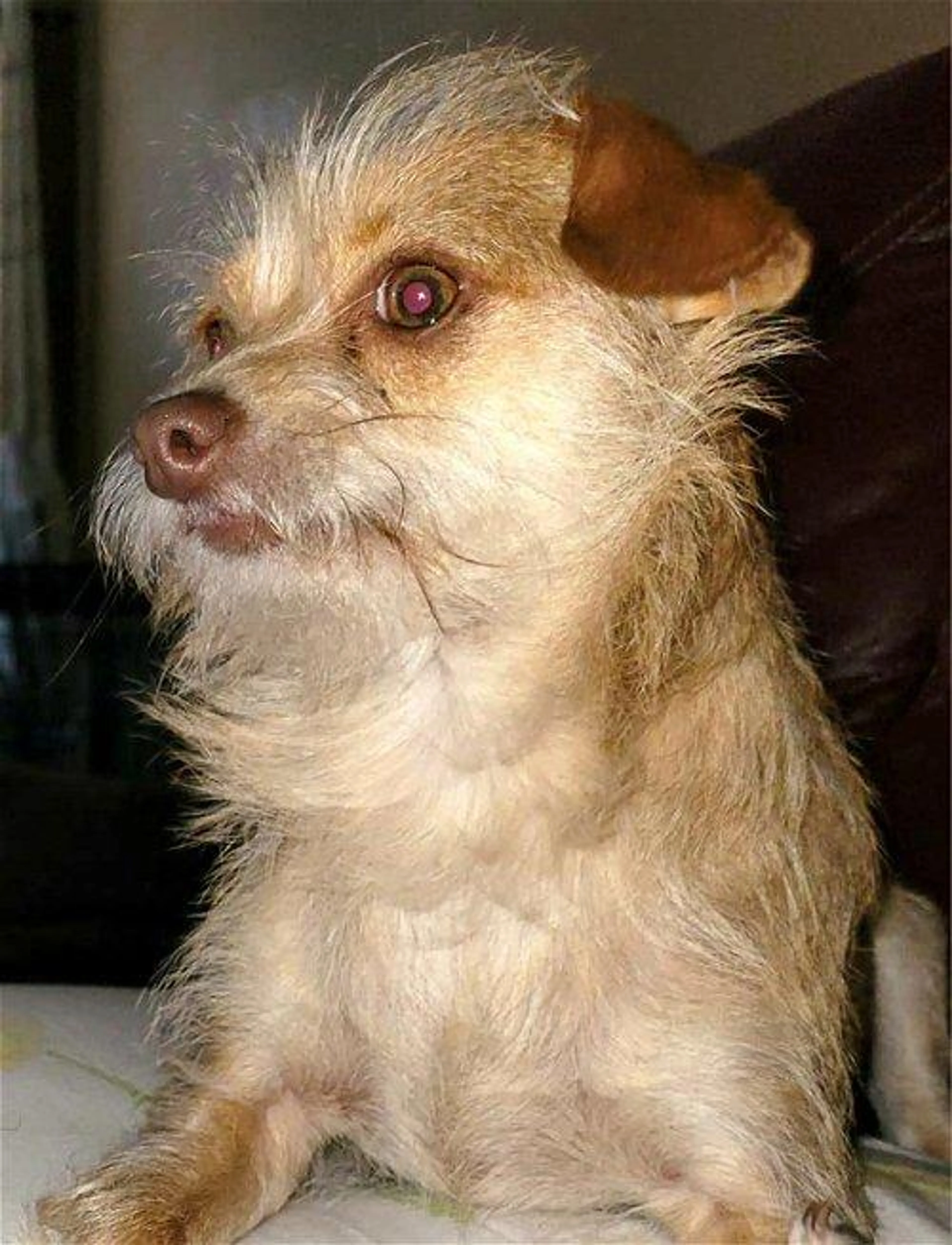Found pet-2