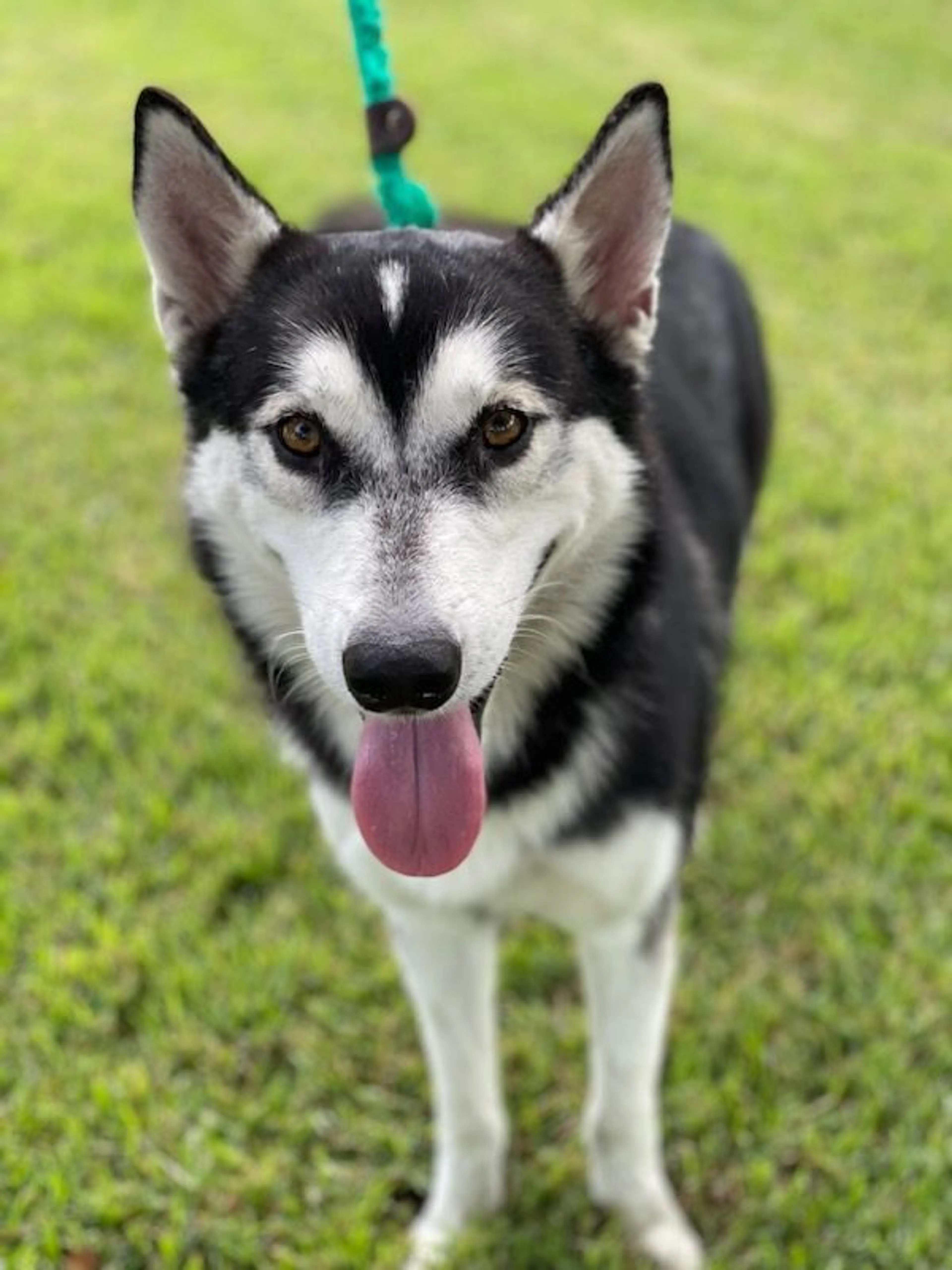 Found pet-3