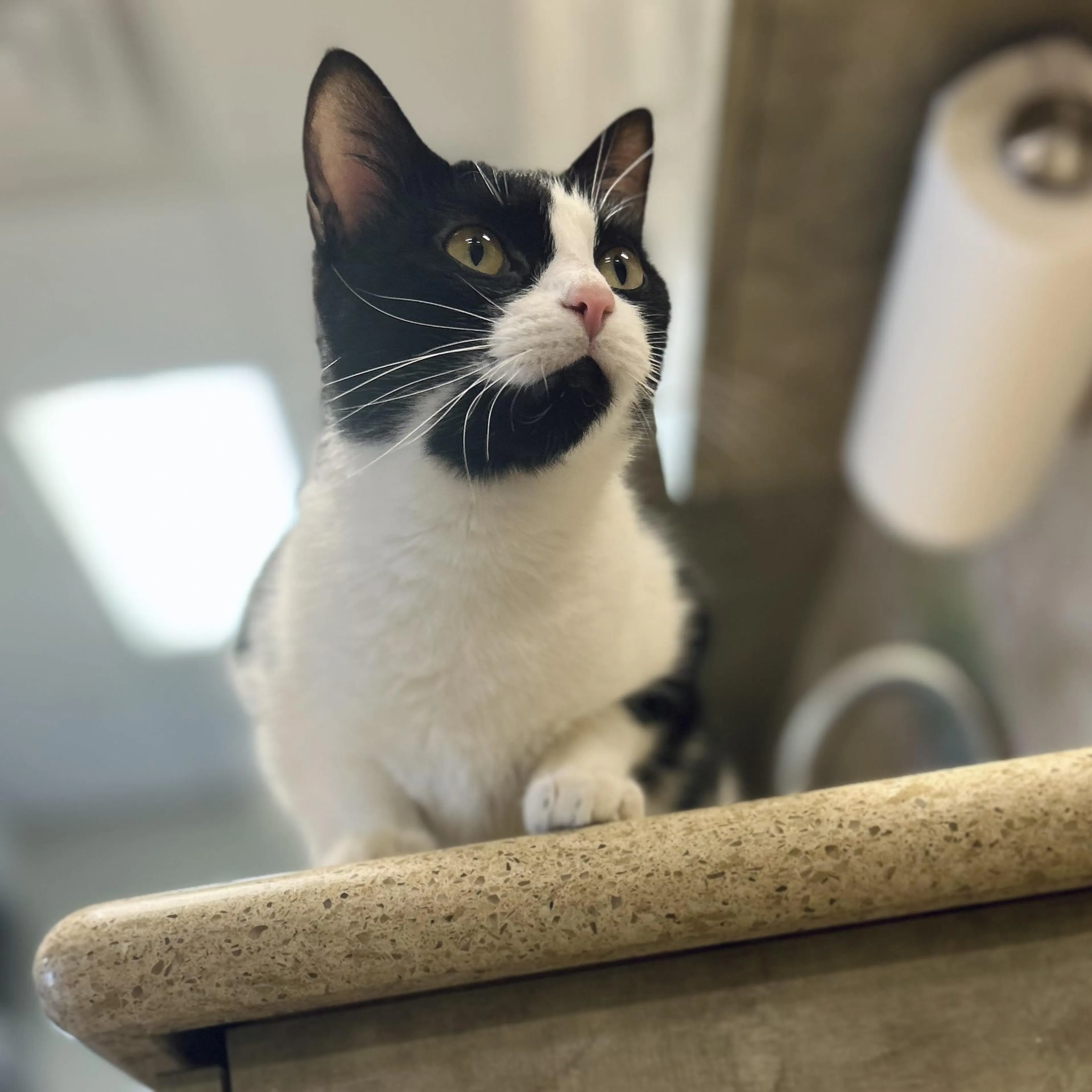 Found pet-1