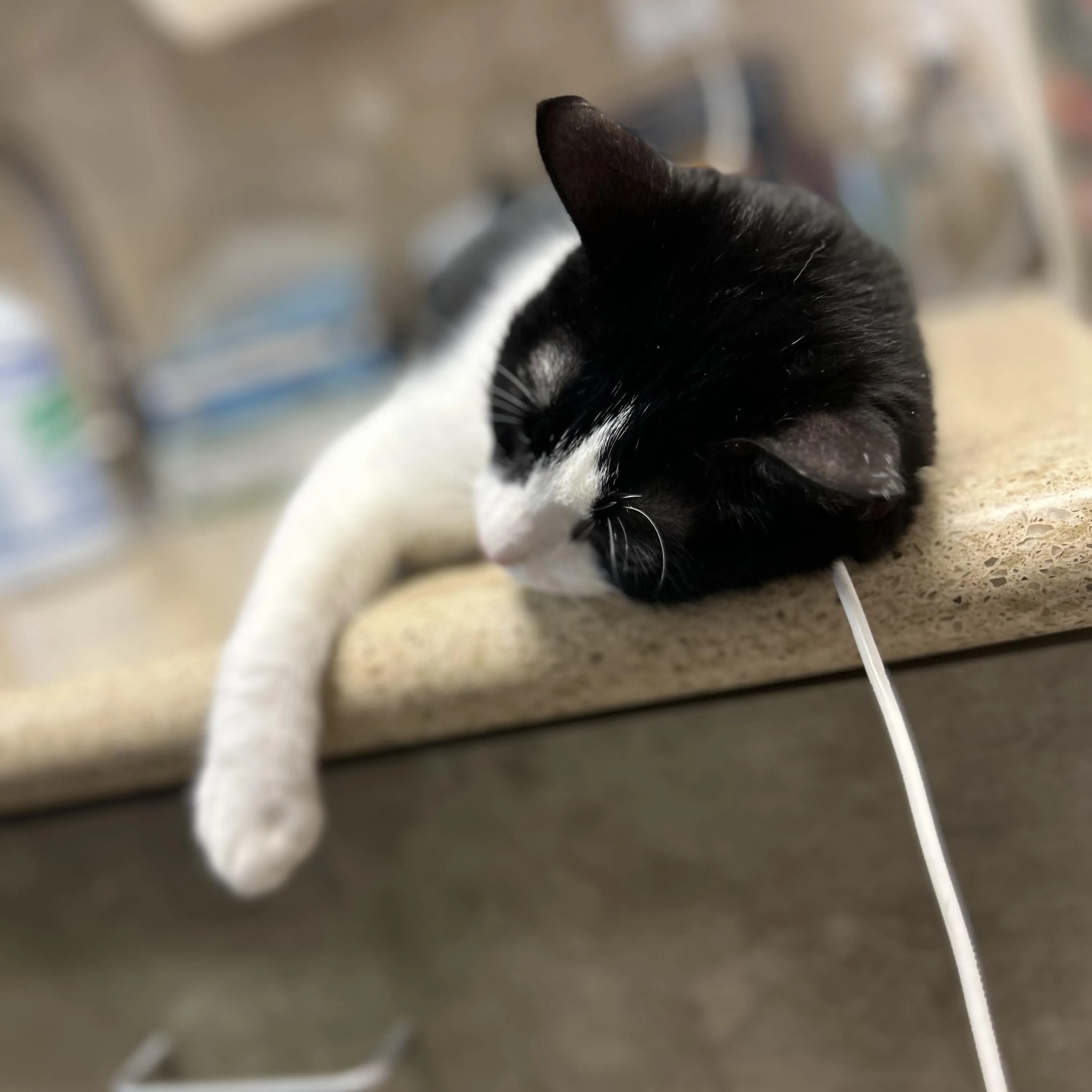 Found pet-2