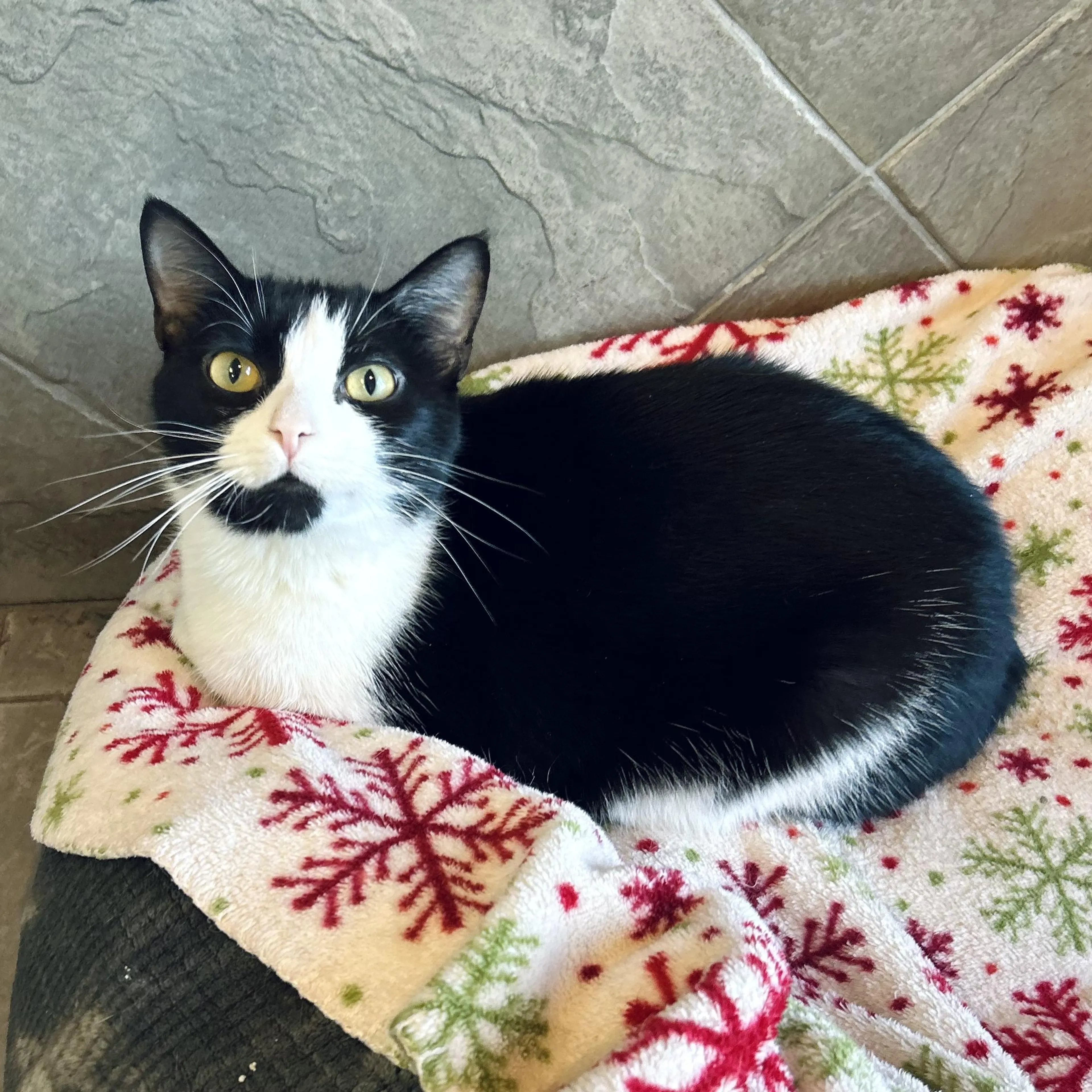 Found pet-4