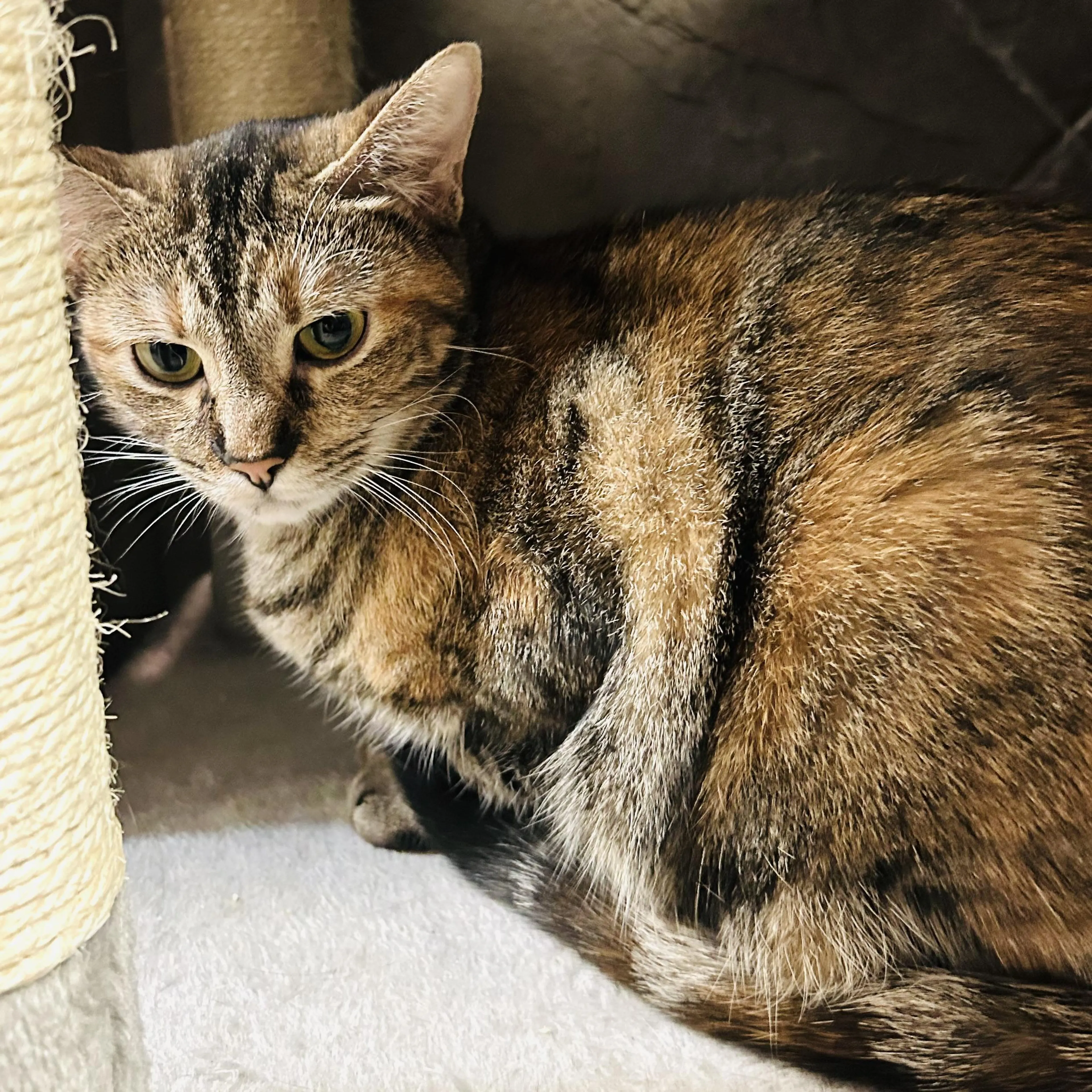 Found pet-4