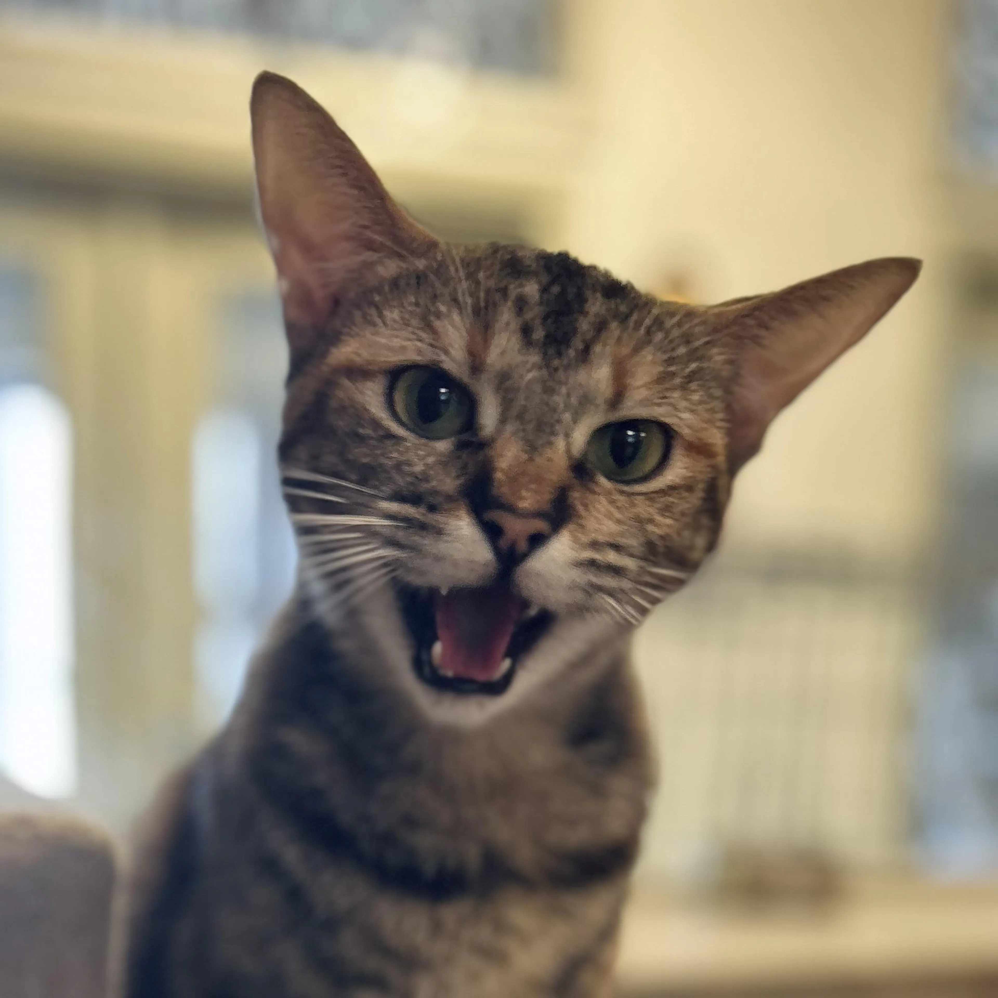 Found pet-1