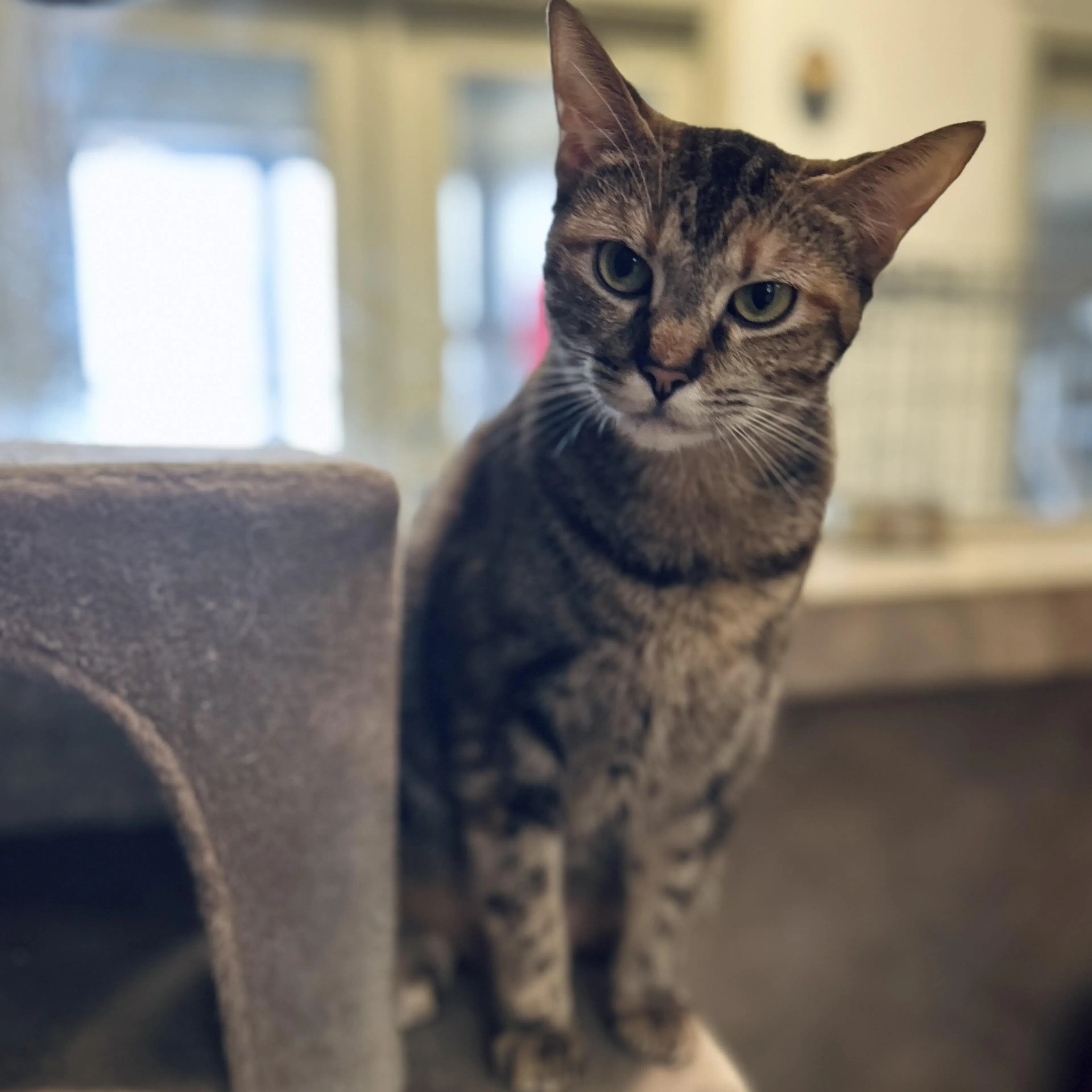Found pet-3