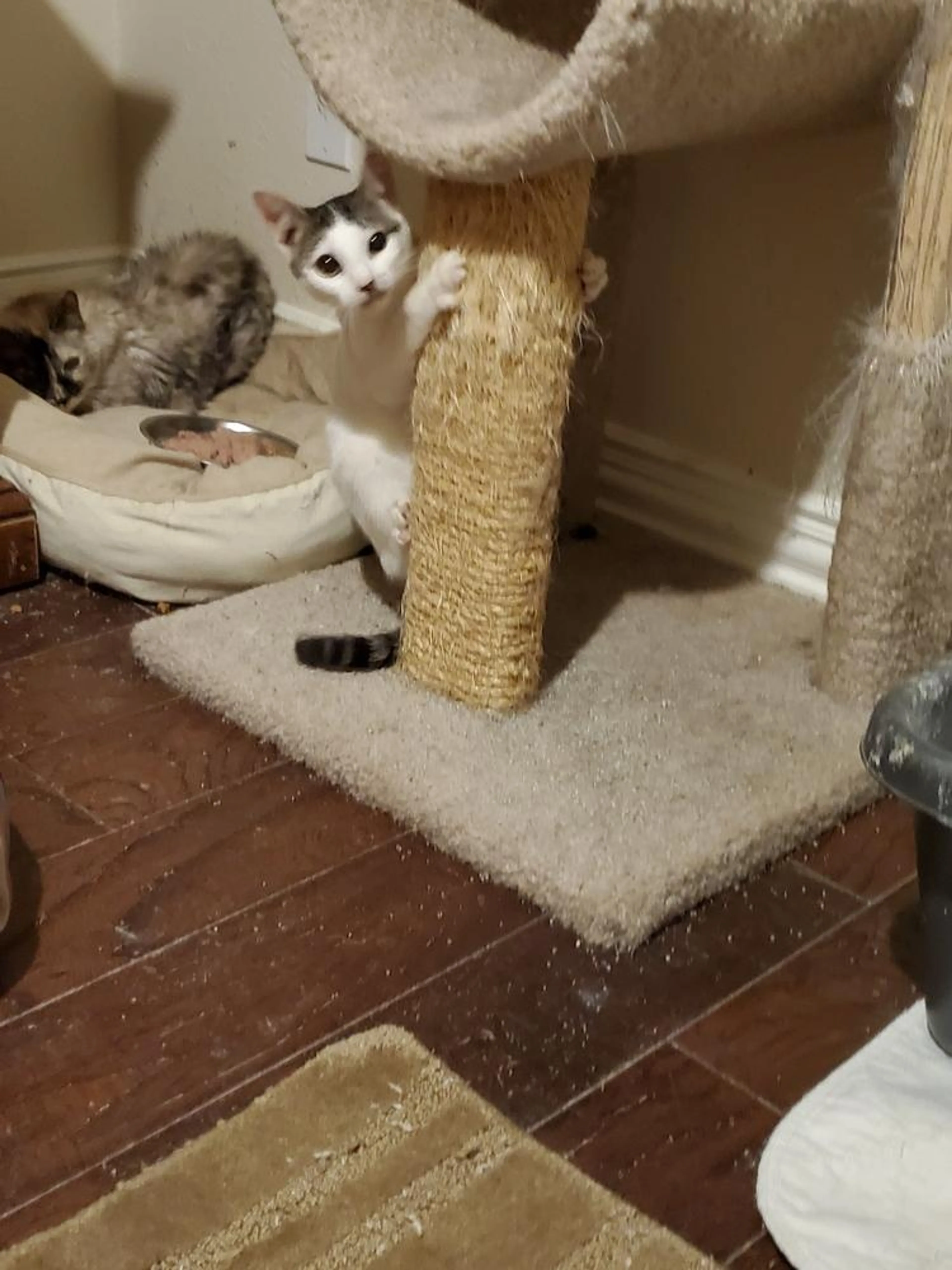 Found pet-1