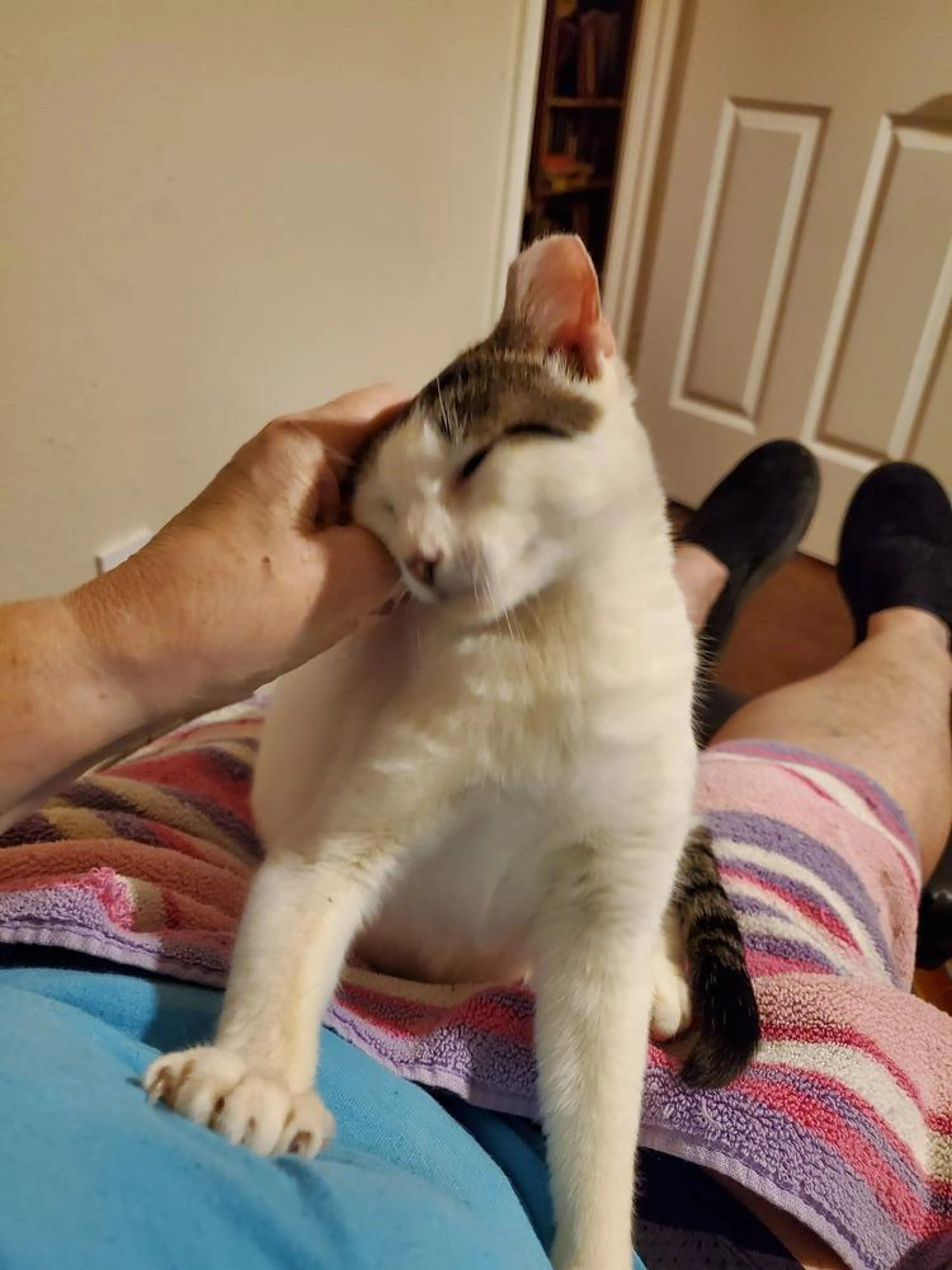 Found pet-3