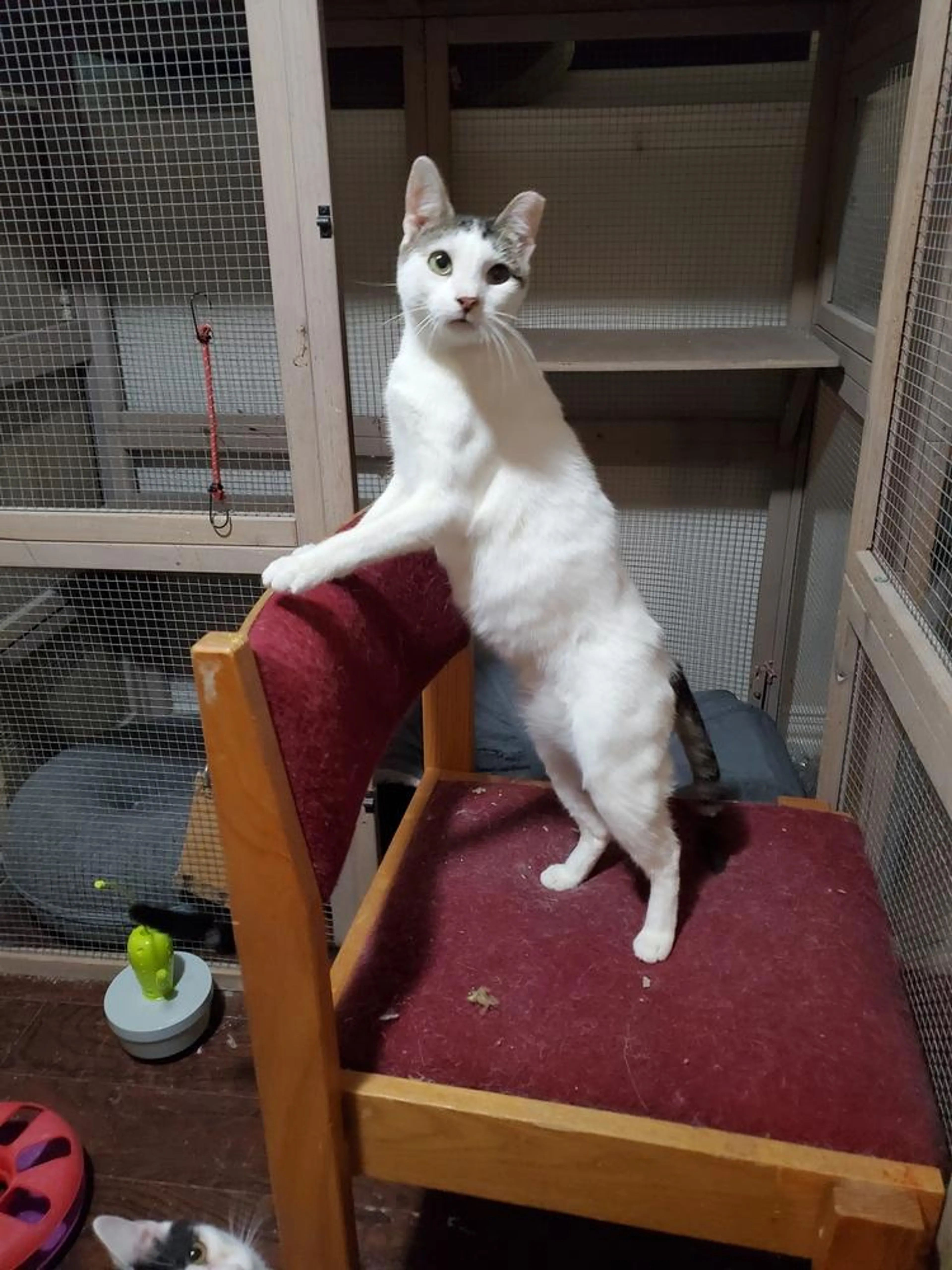 Found pet-4