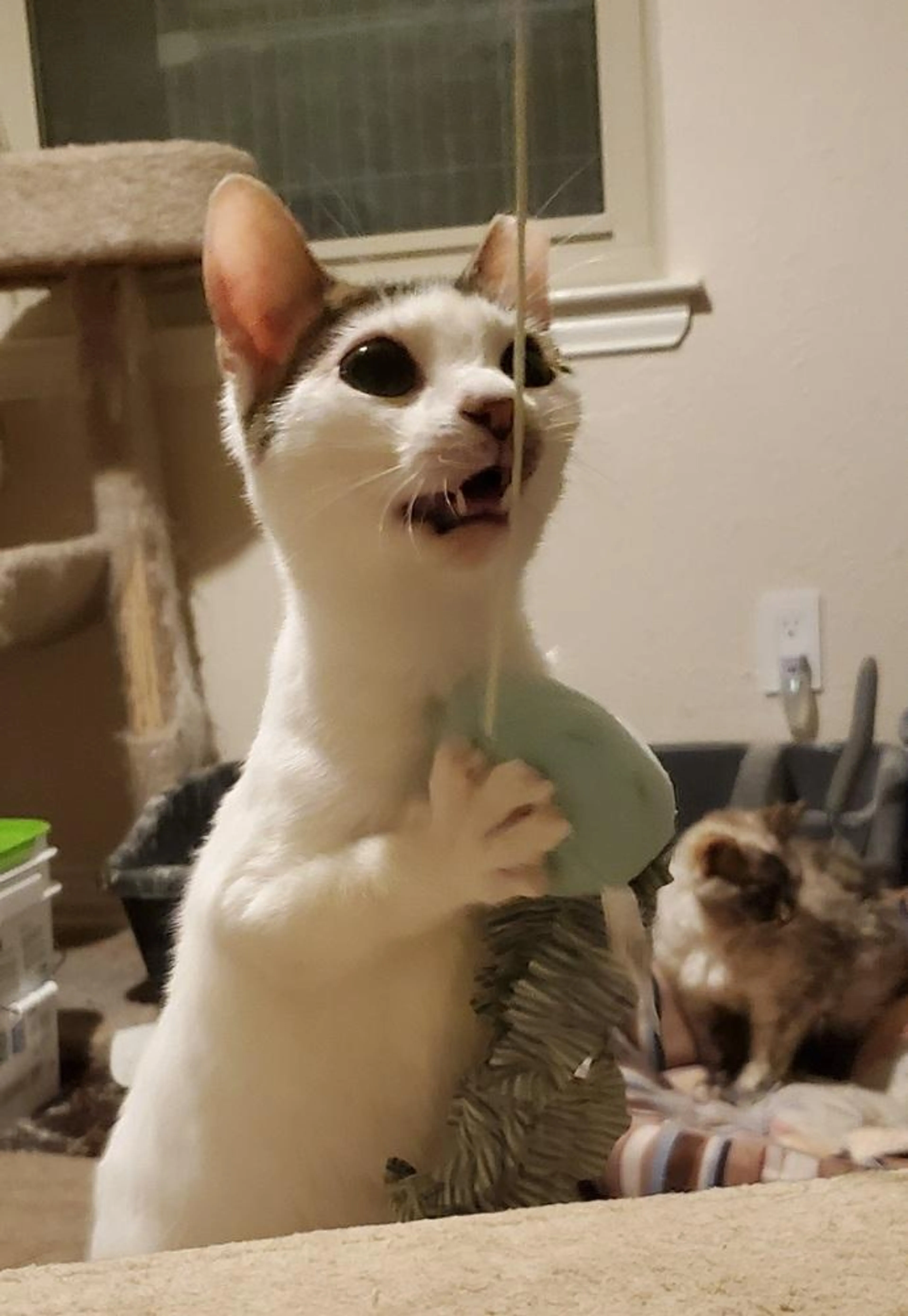 Found pet-2