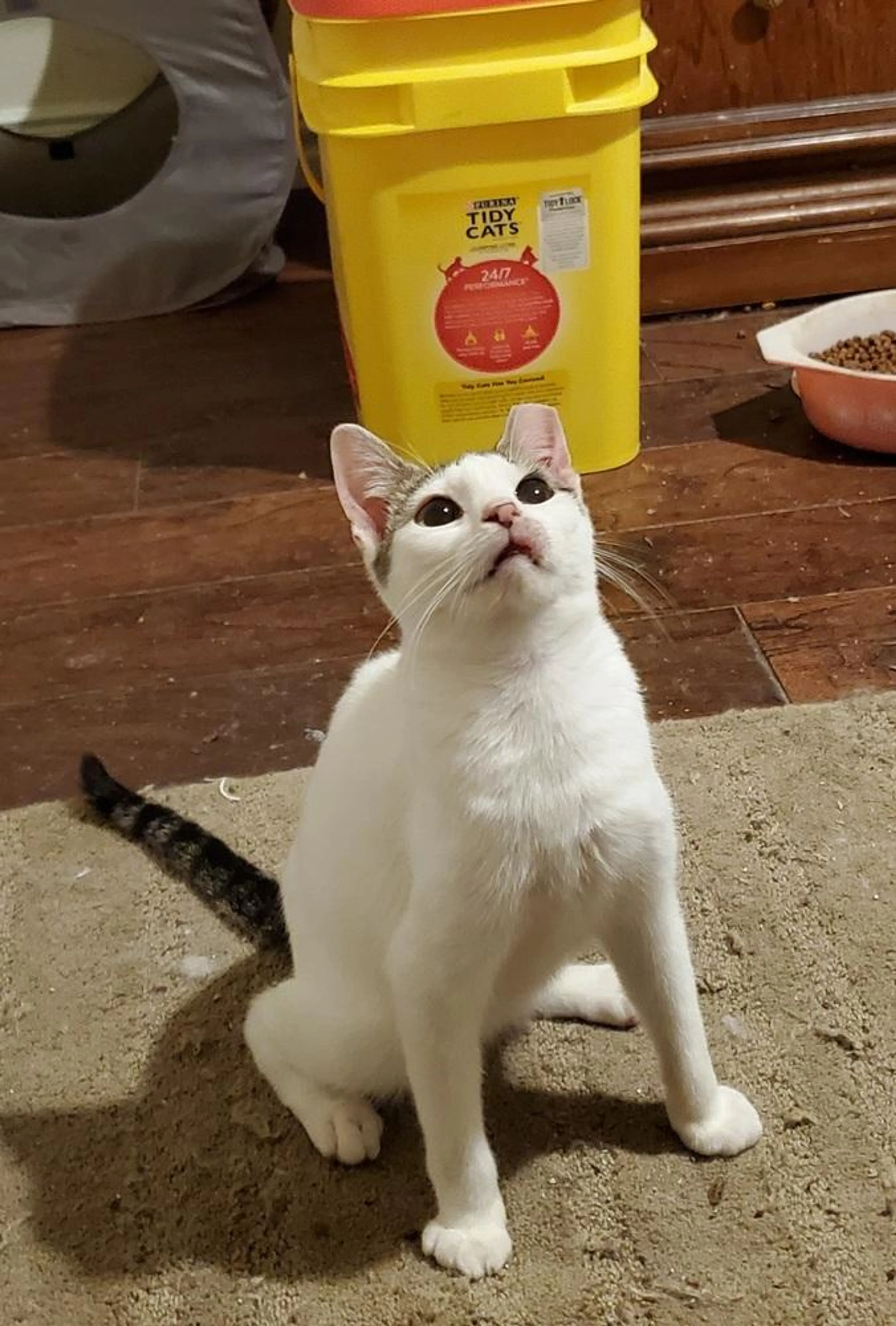 Found pet-0