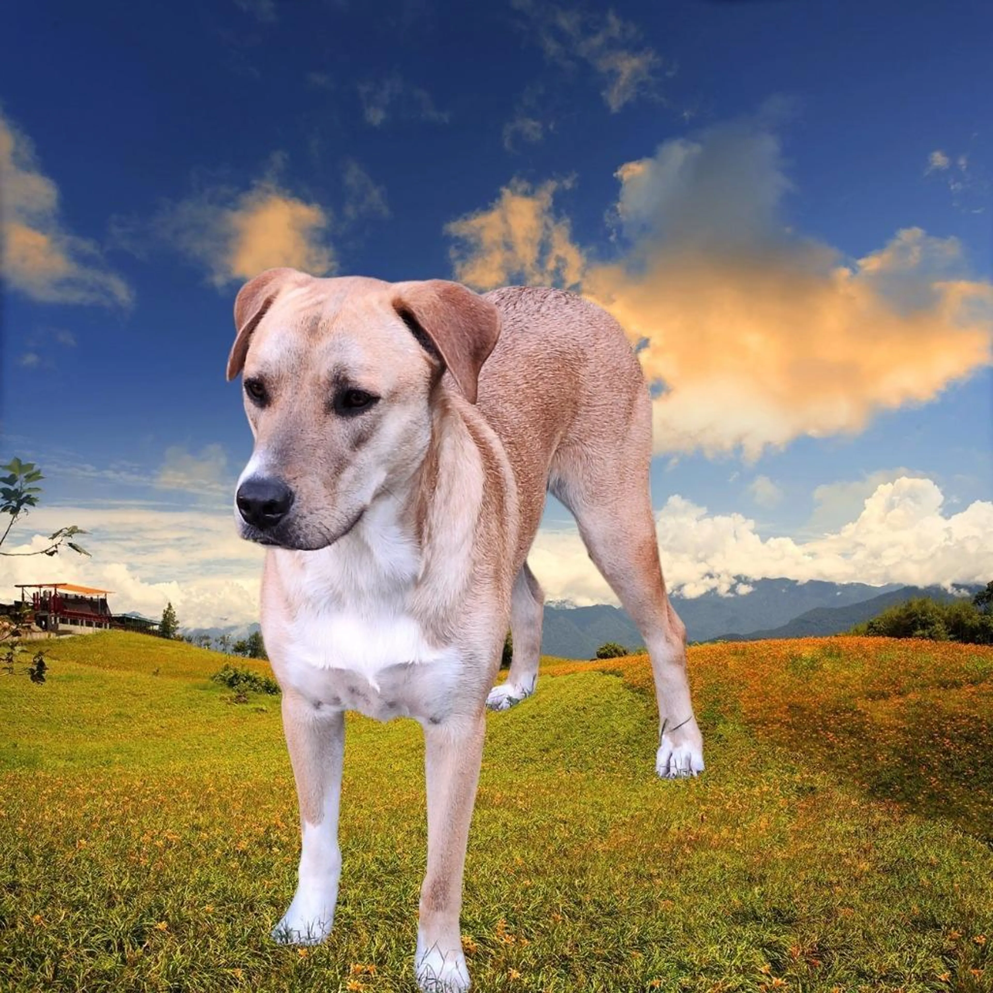 cdn image