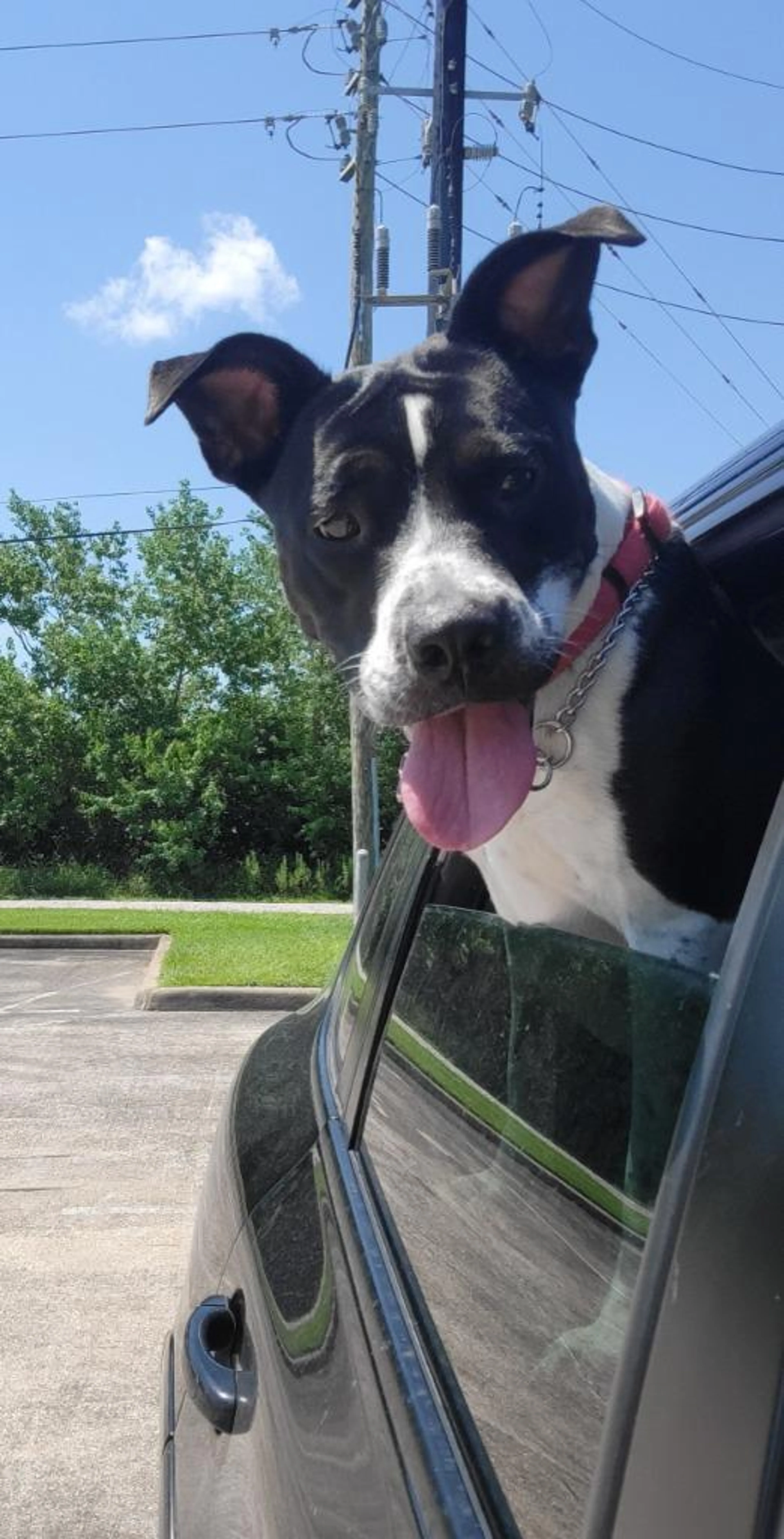 Found pet-3
