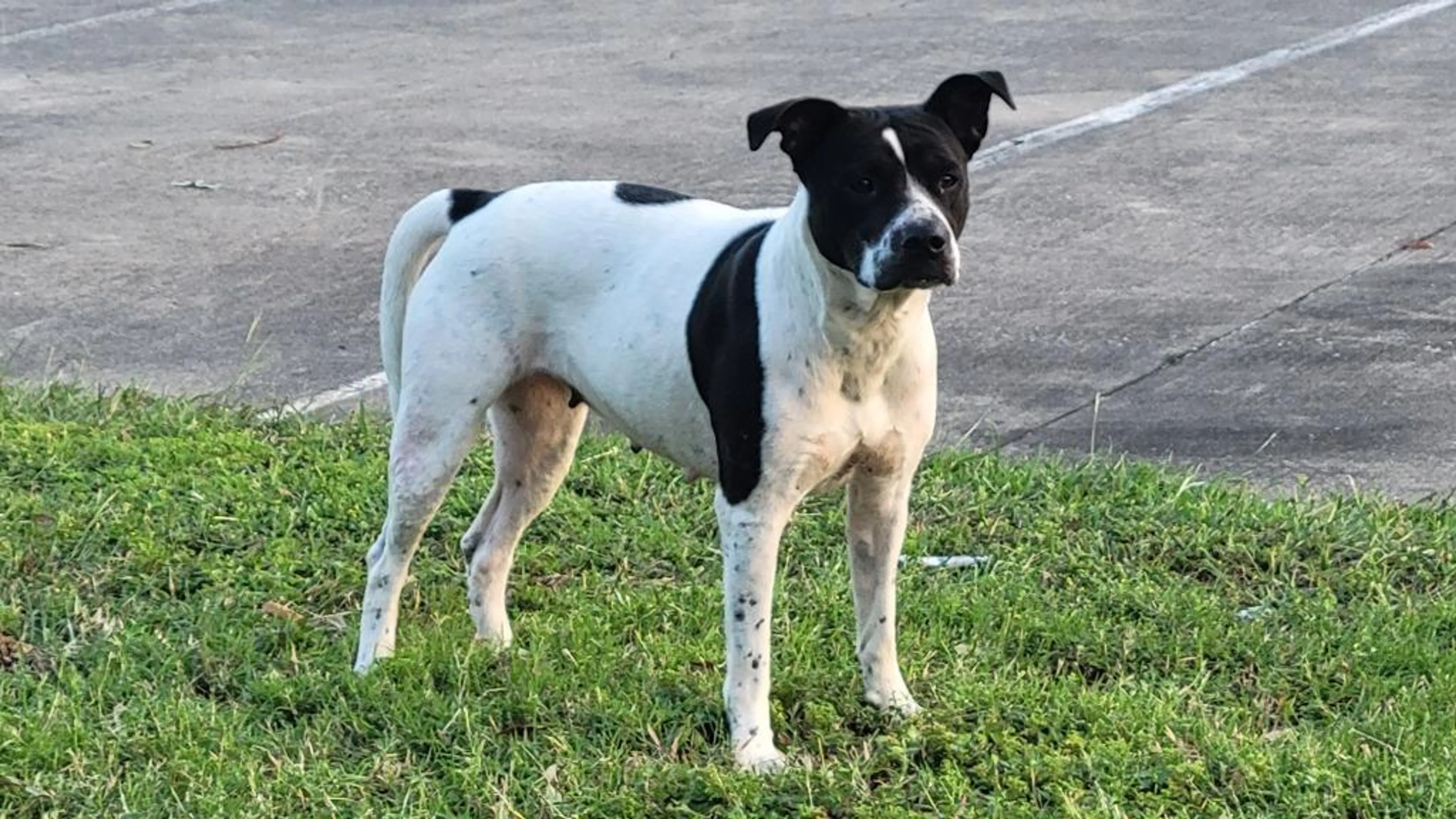 Found pet-5