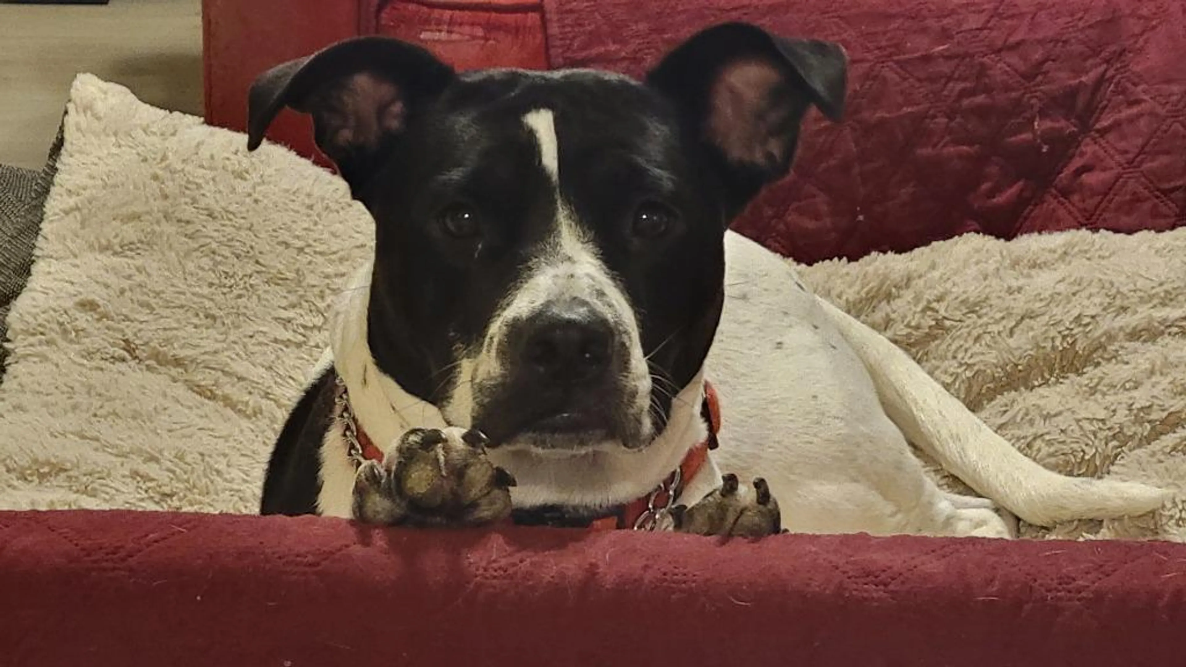 Found pet-4