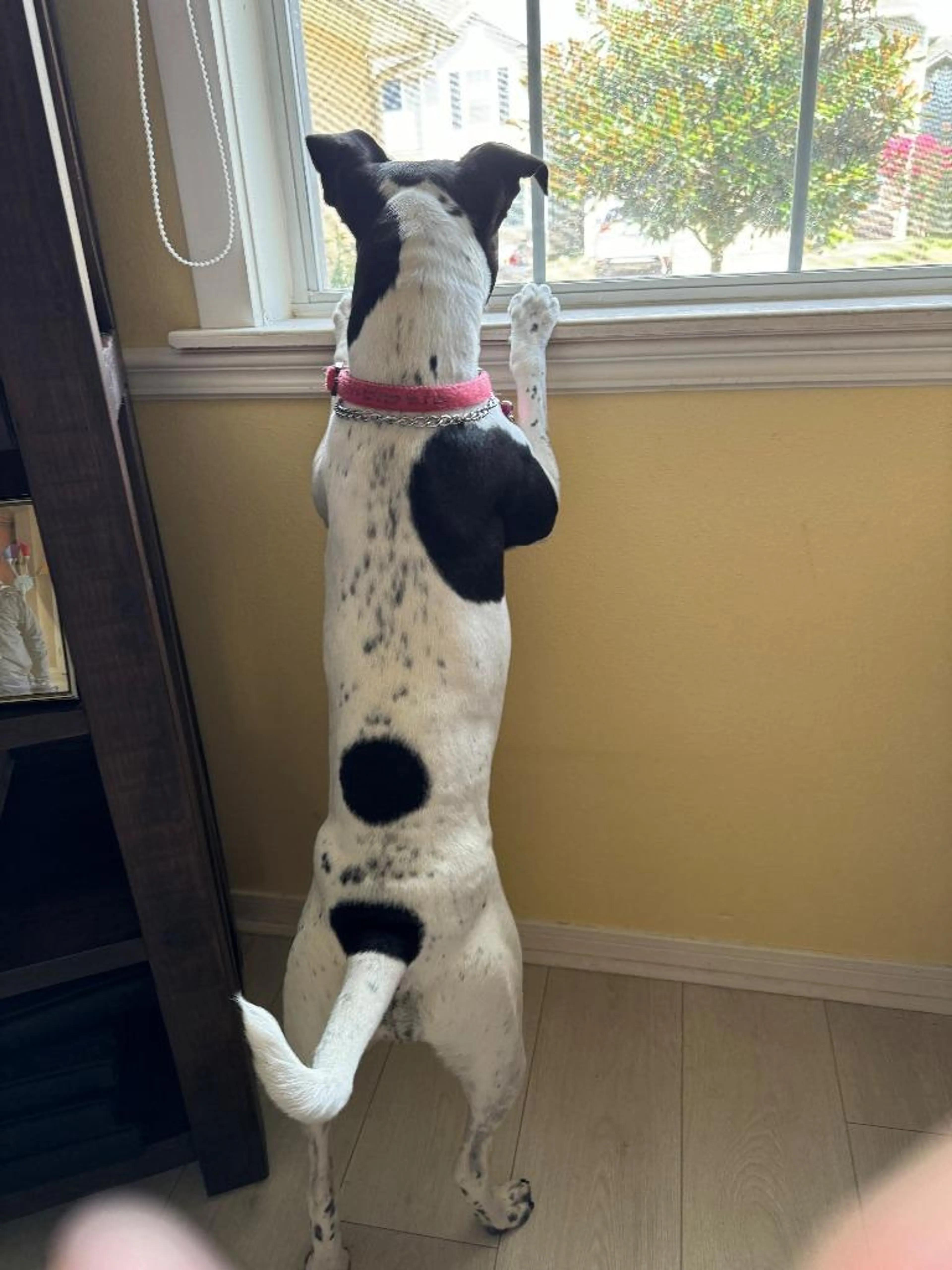 Found pet-1