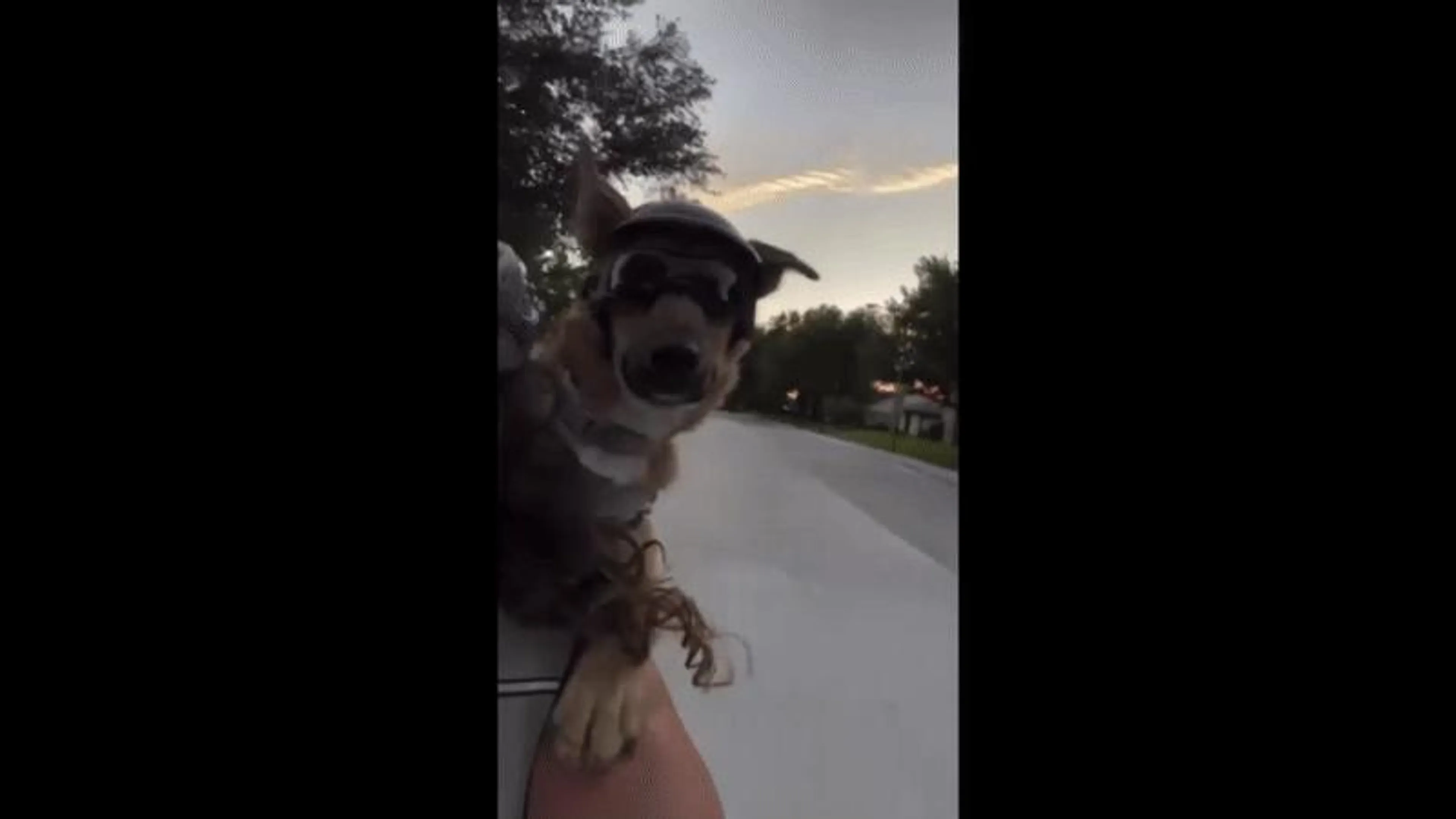 Found pet-2