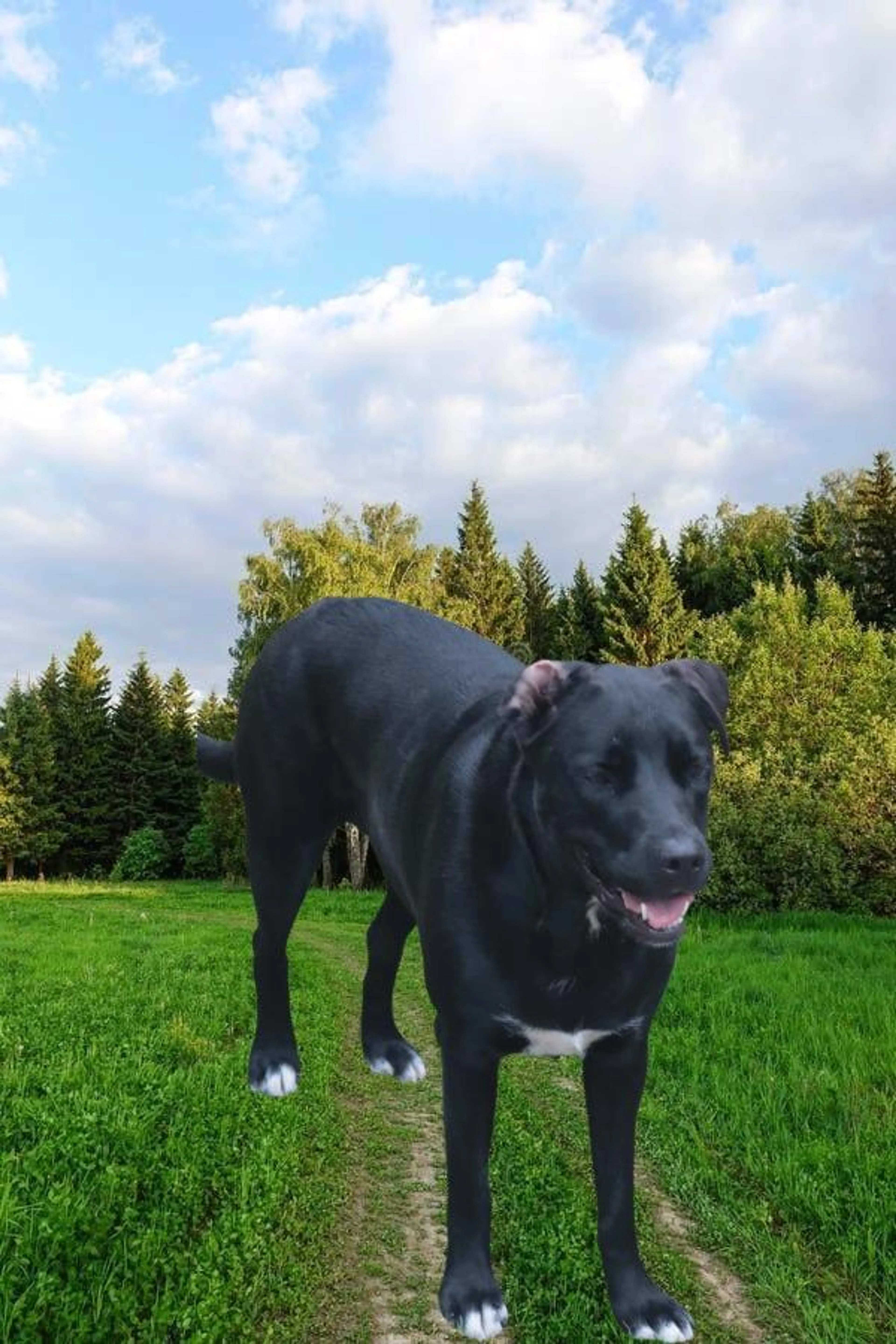 Found pet-1