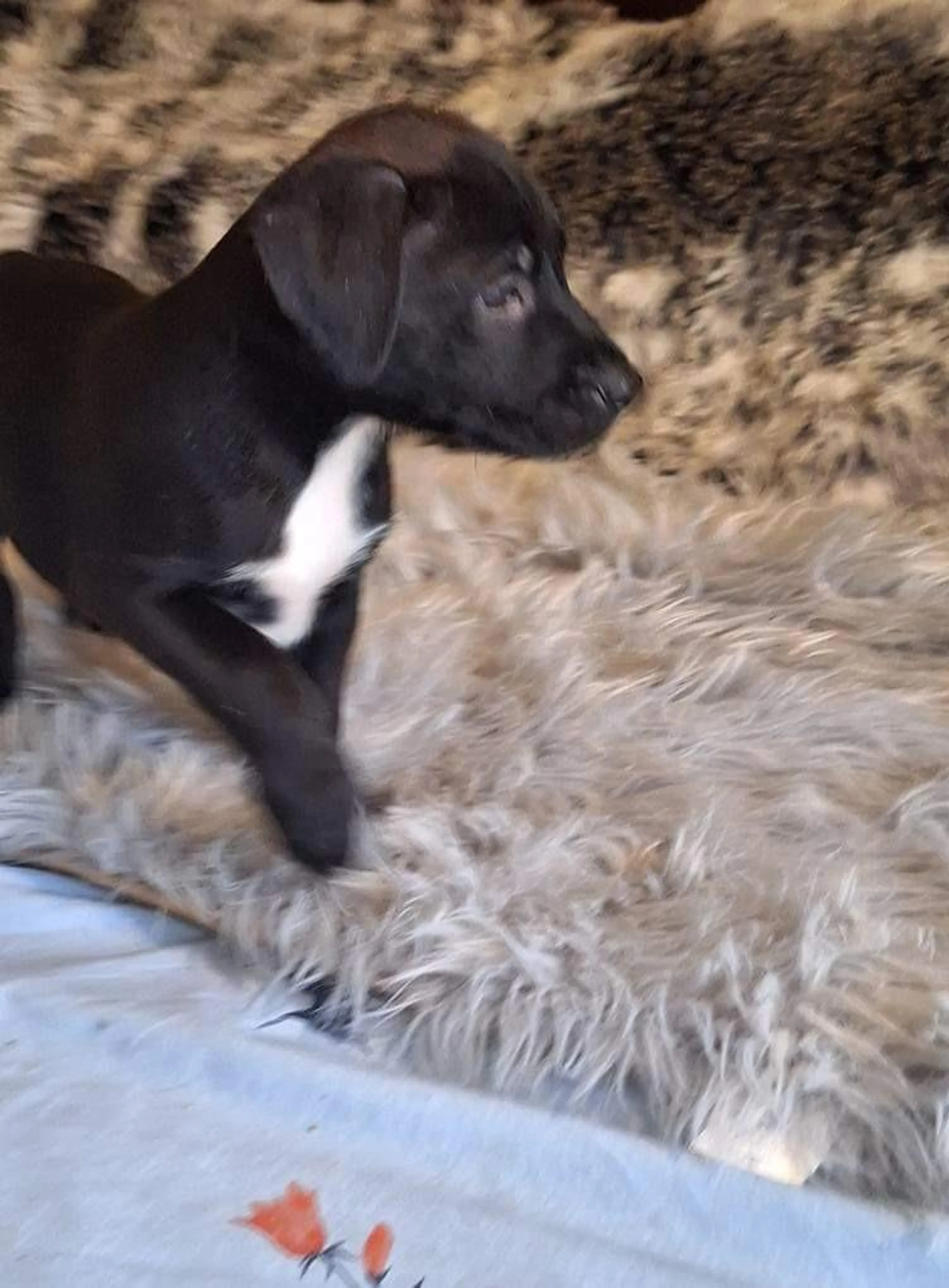 Found pet-3