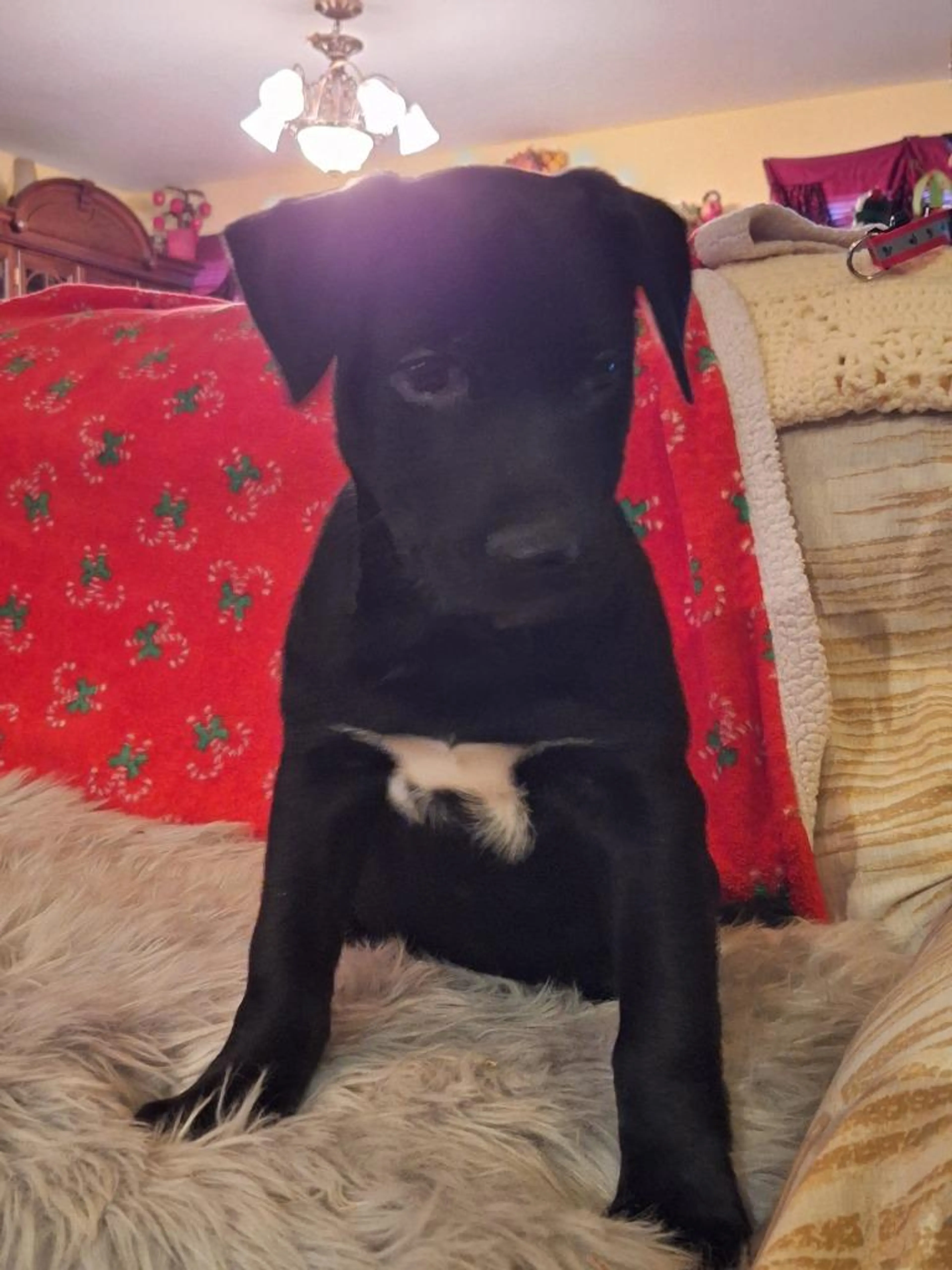 Found pet-2