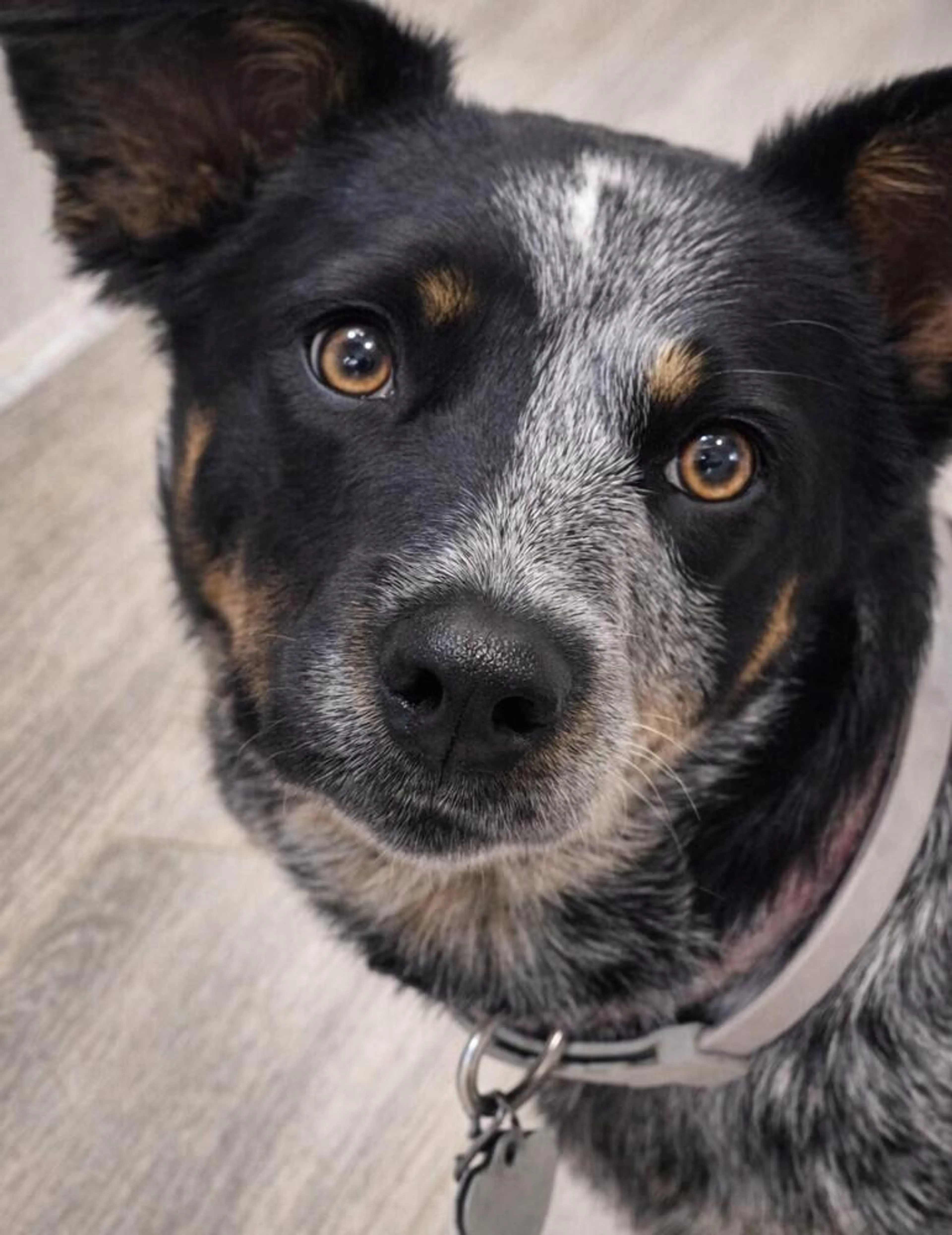 Found pet-1