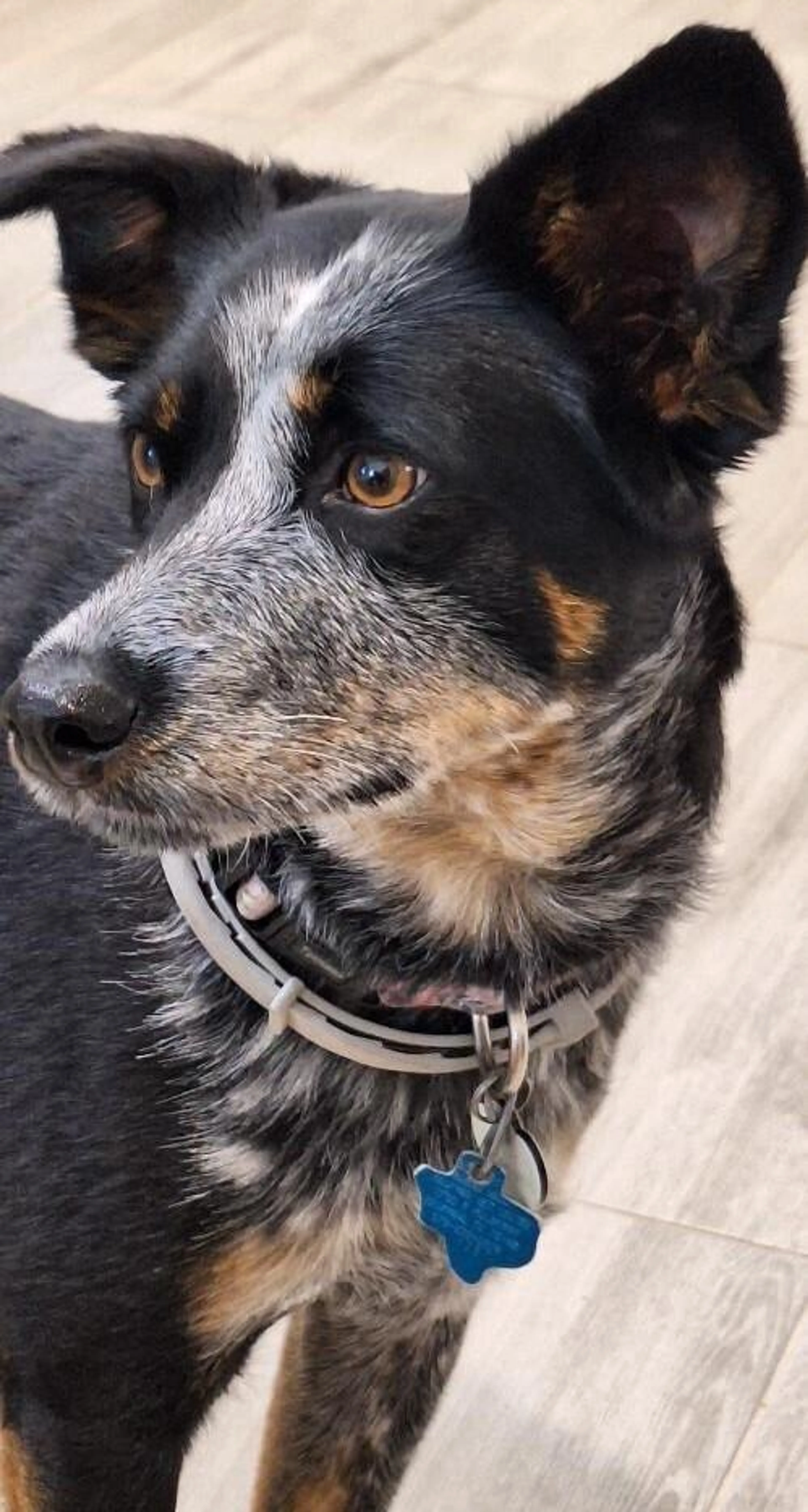 Found pet-2