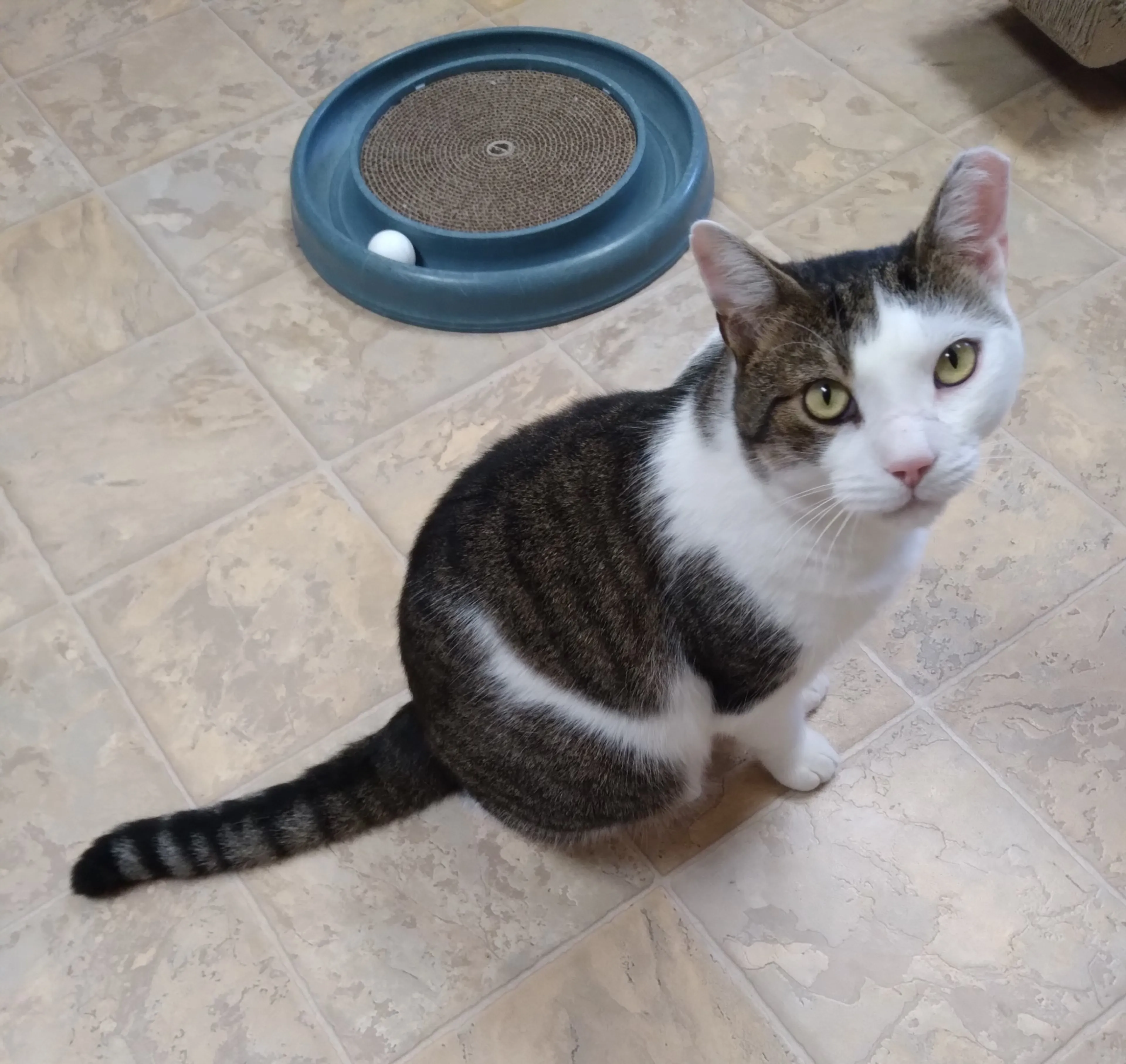 Found pet-5
