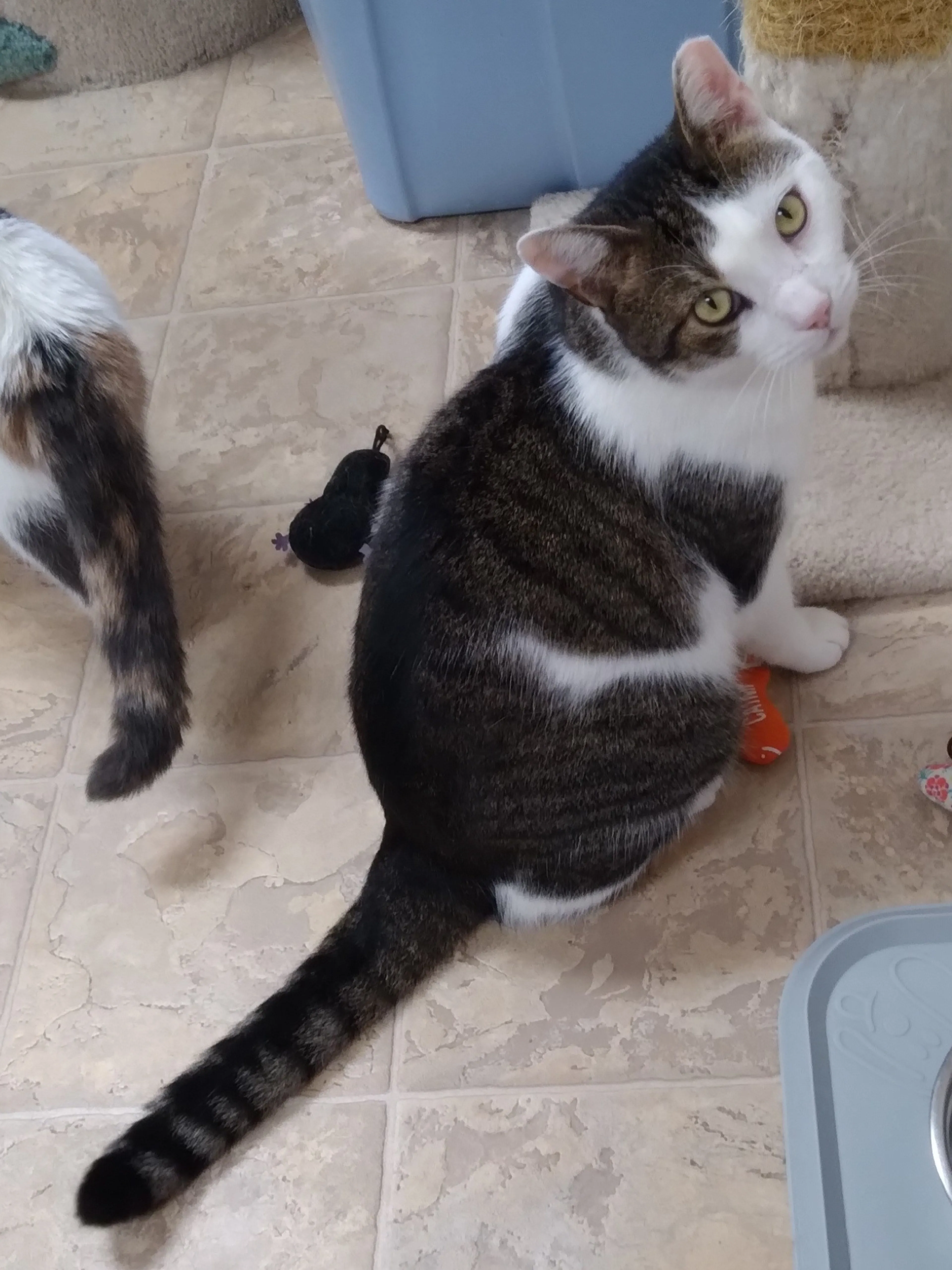 Found pet-3