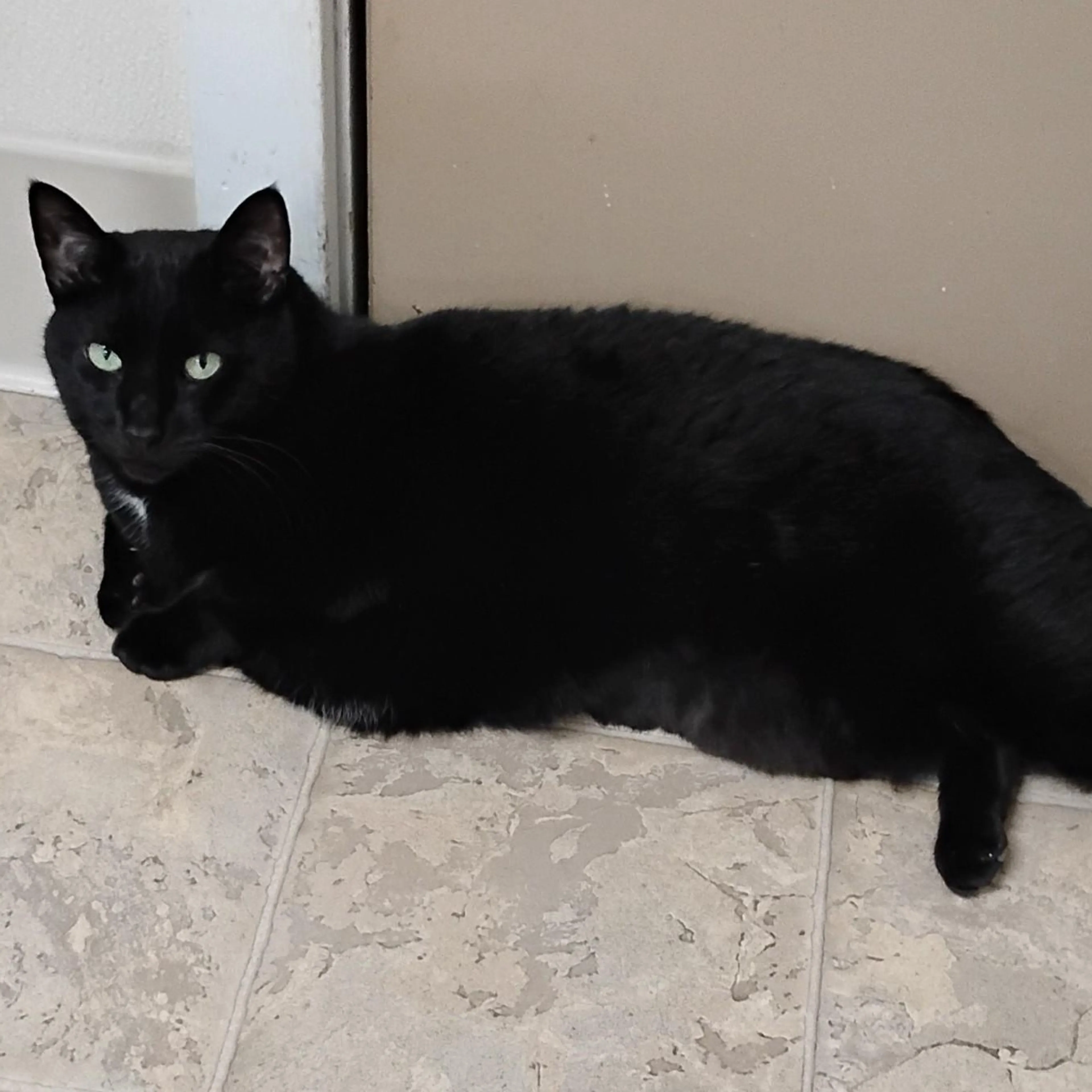 Found pet-0