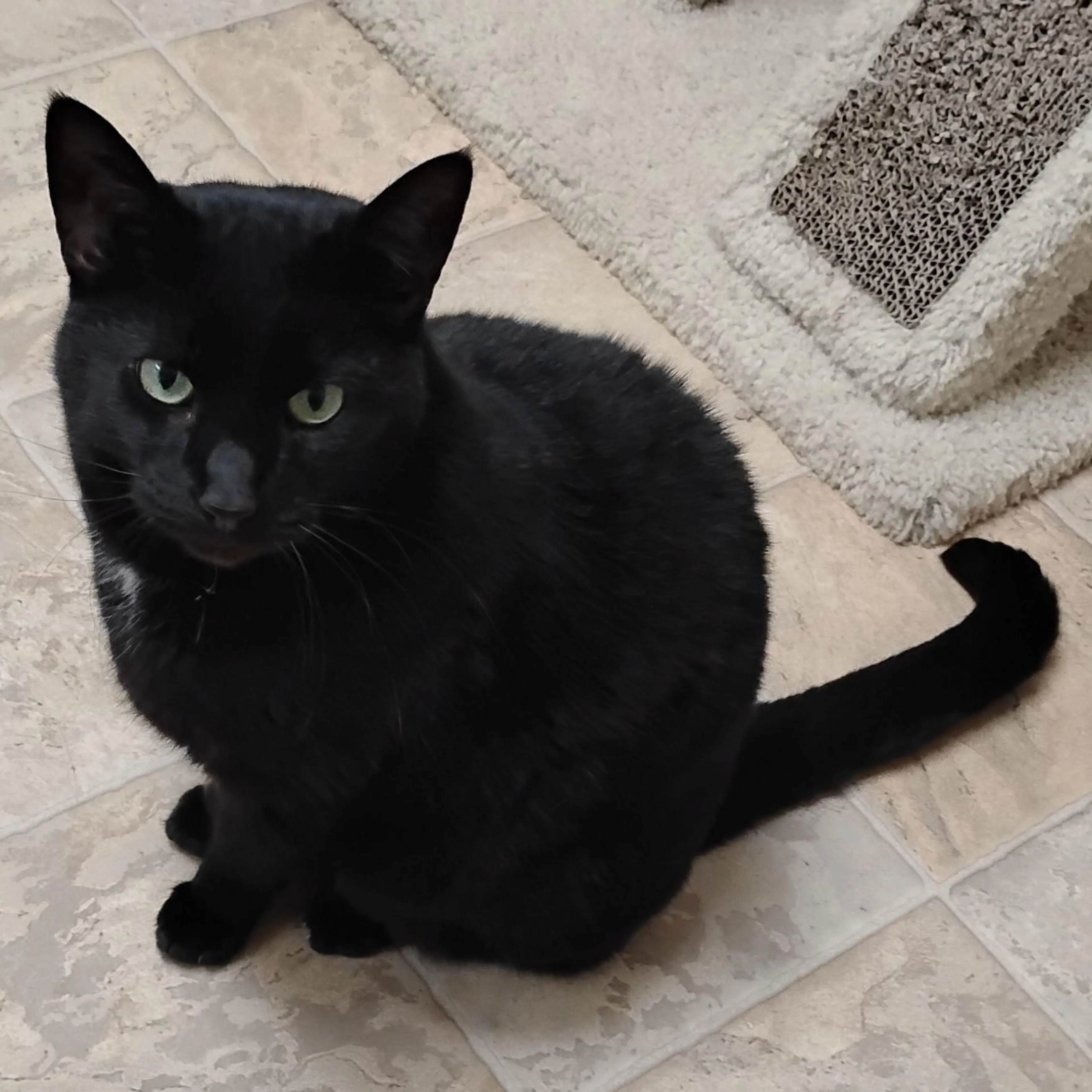 Found pet-1