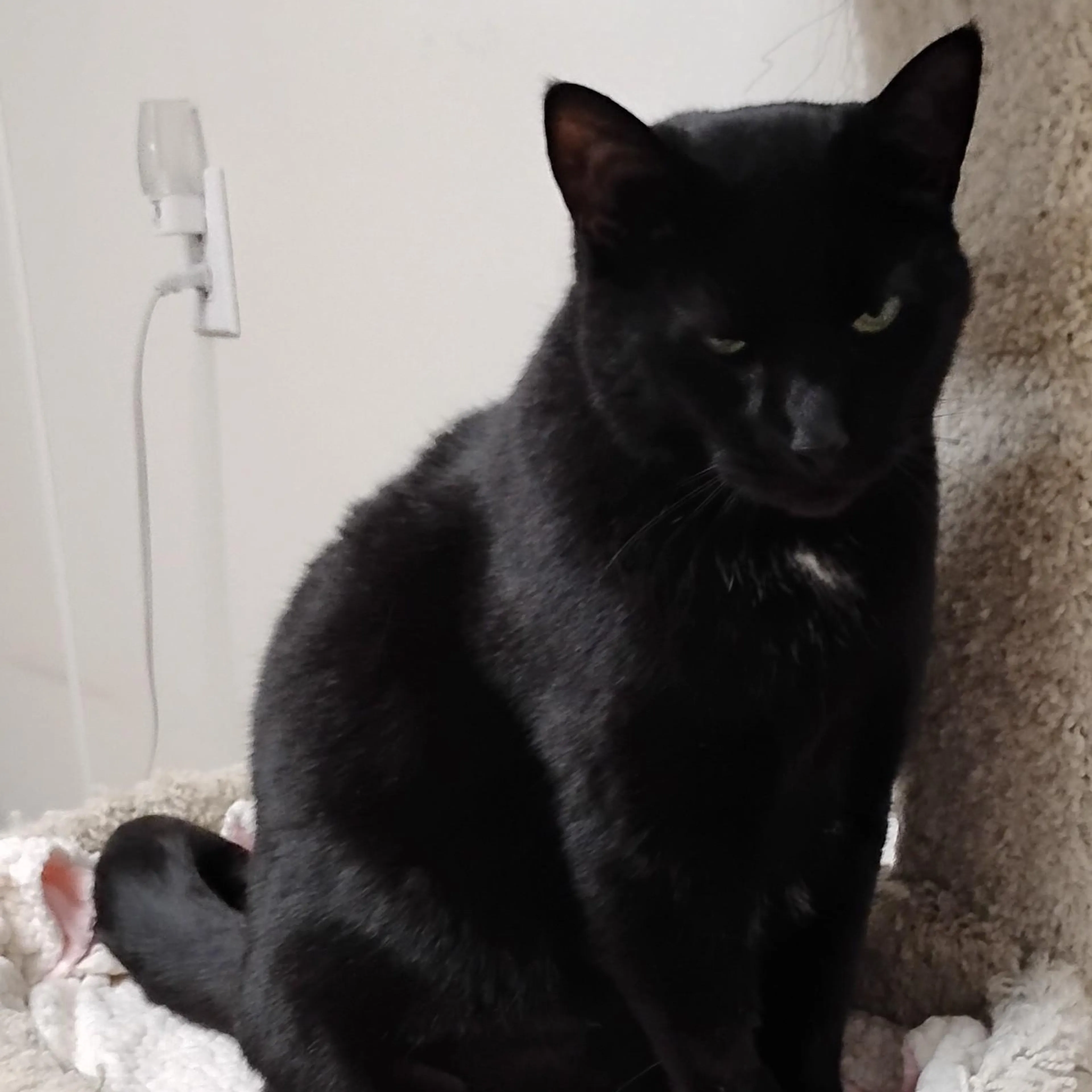 Found pet-5