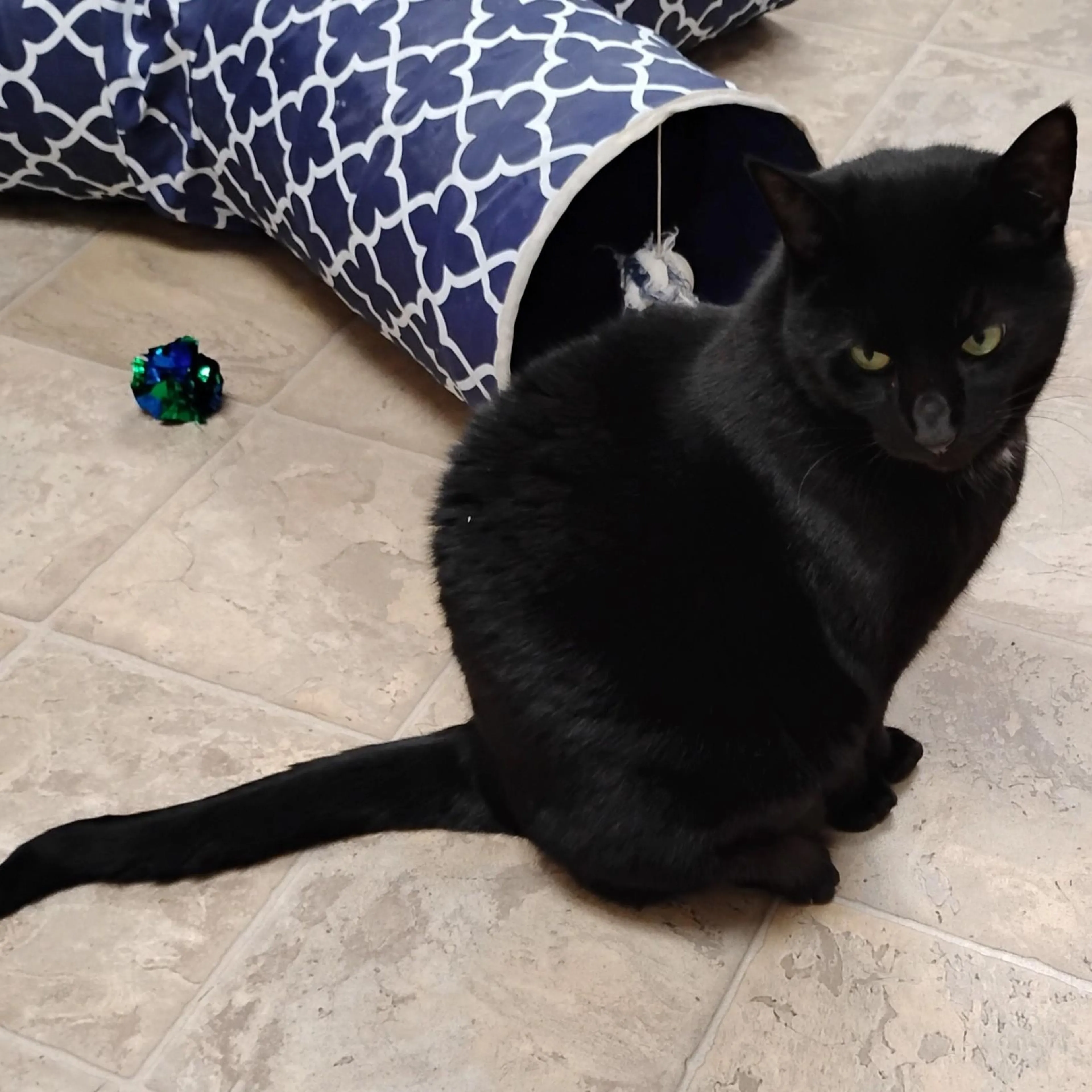 Found pet-3