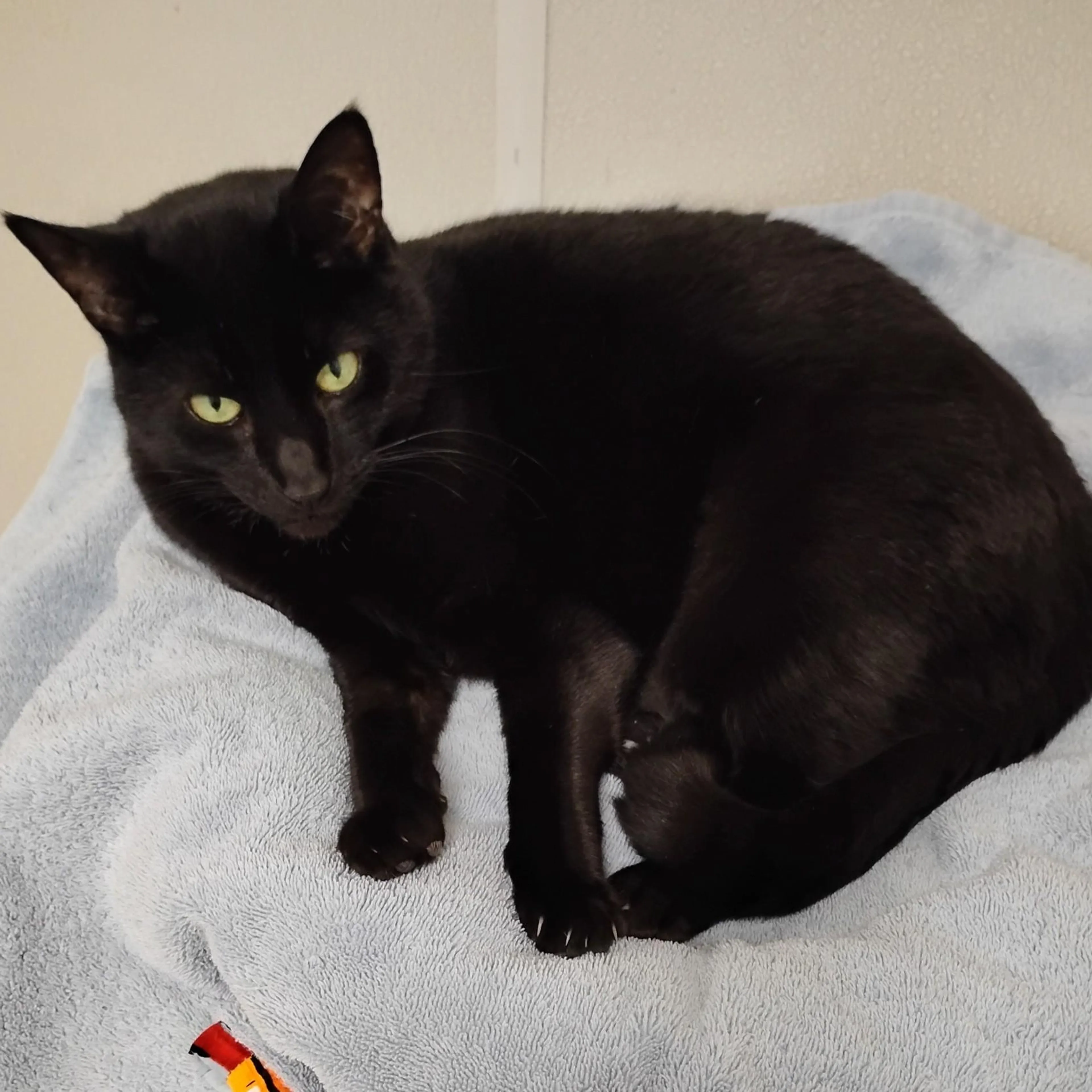 Found pet-2