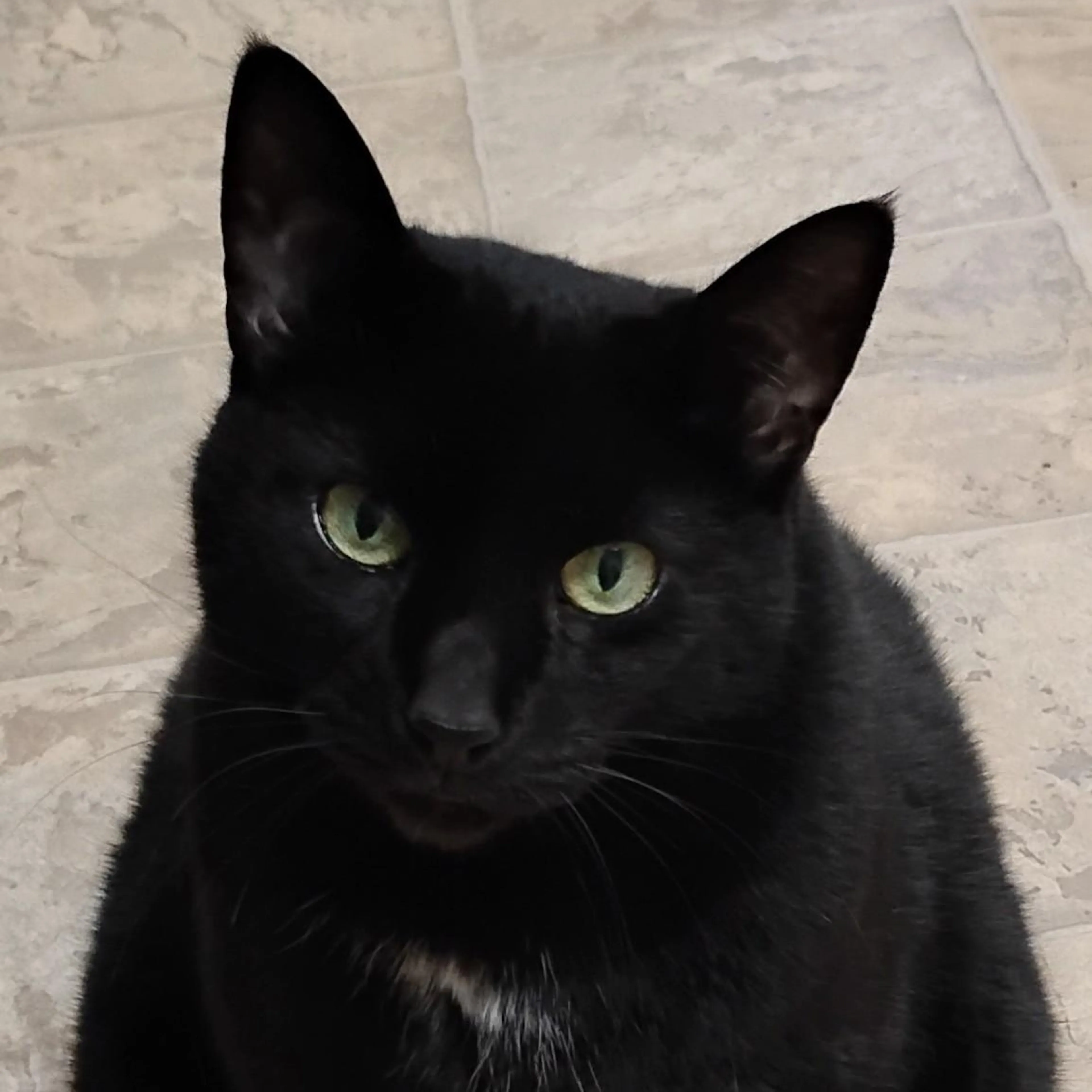 Found pet-4