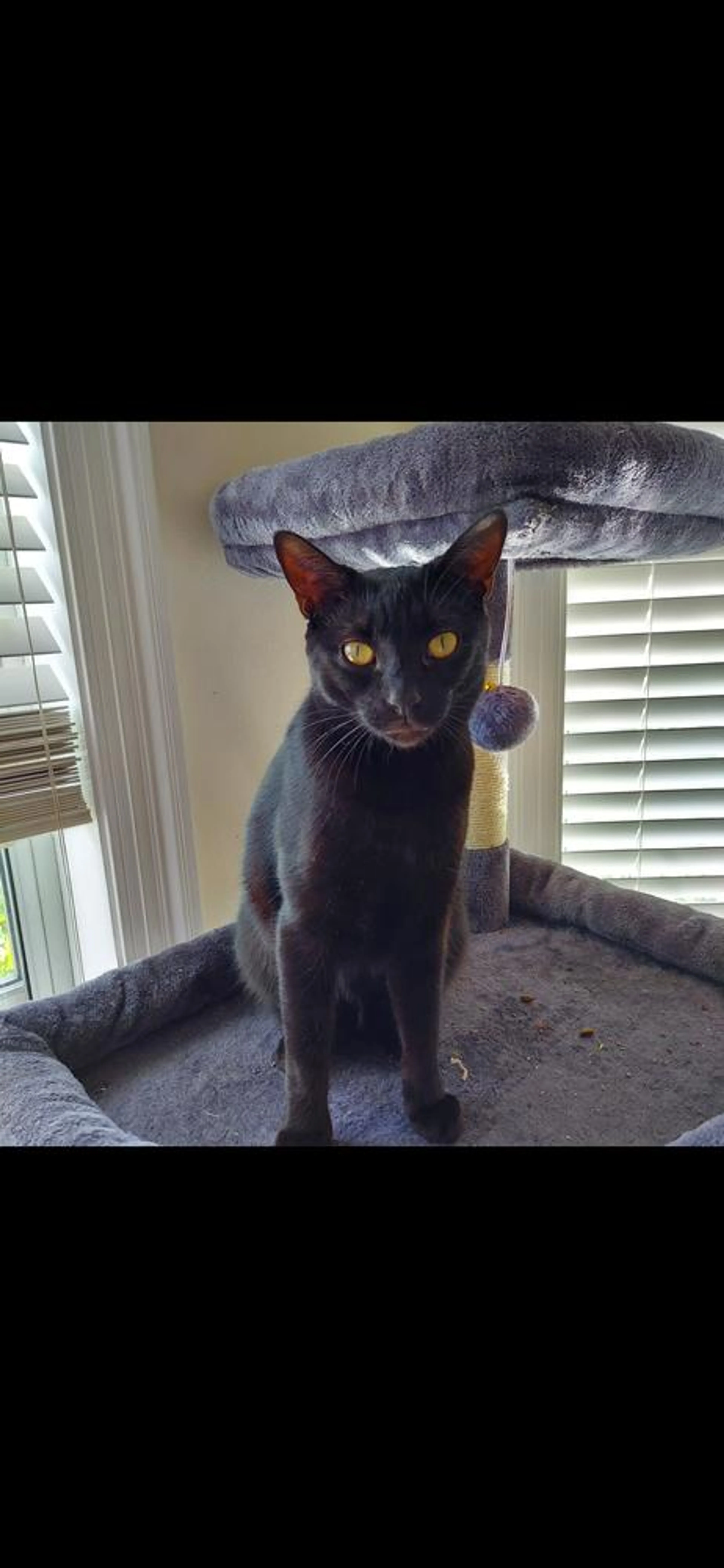 Found pet-2