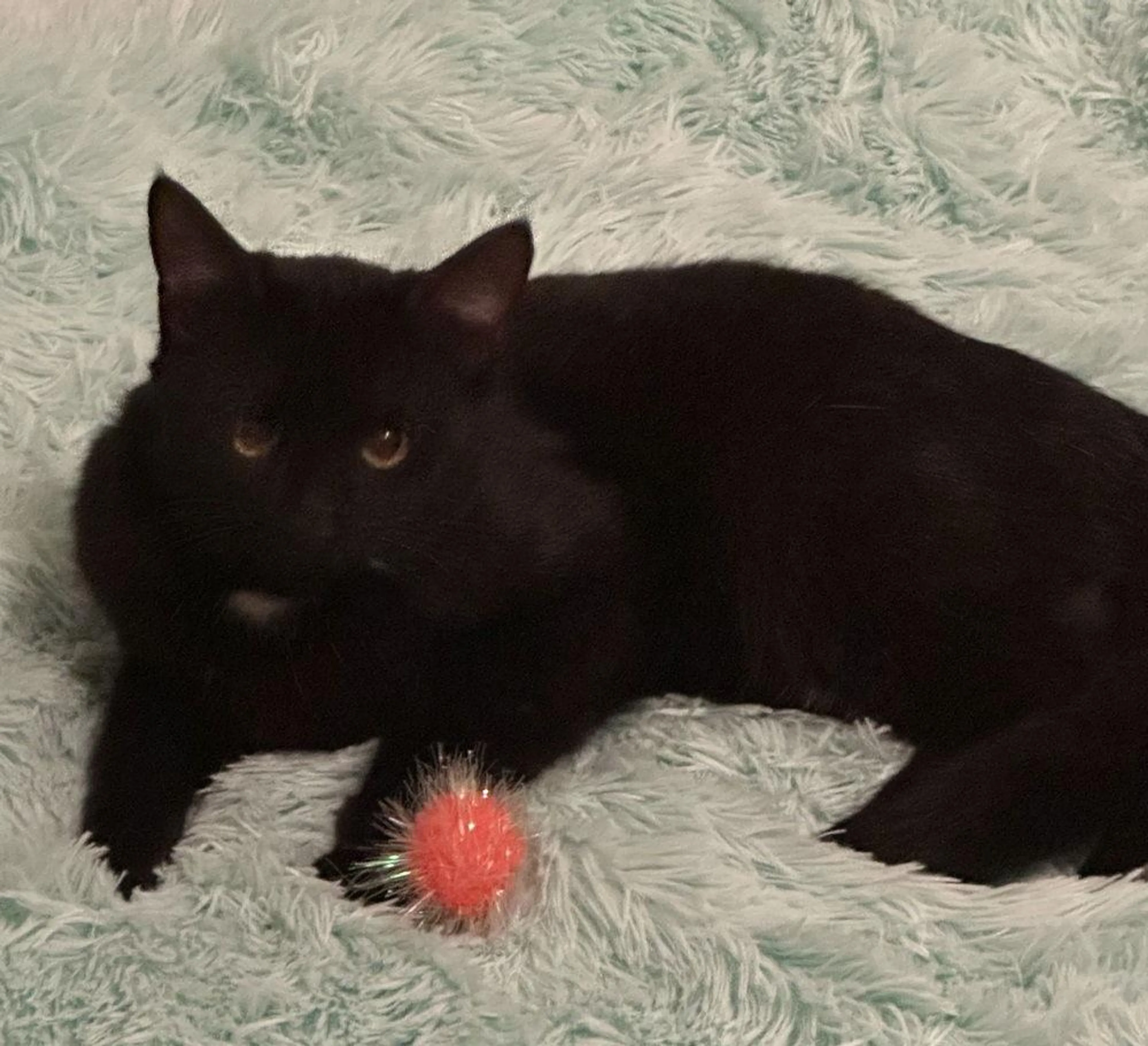 Found pet