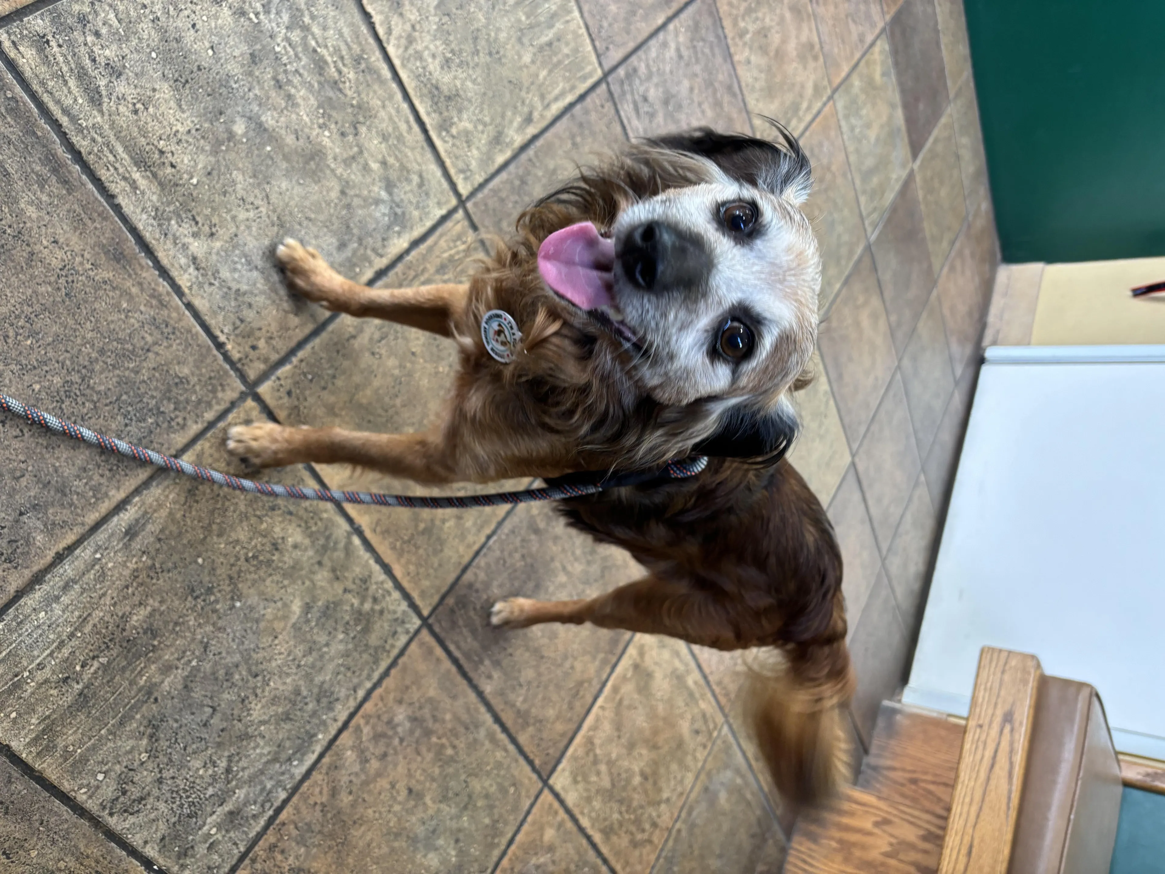 Found pet-2